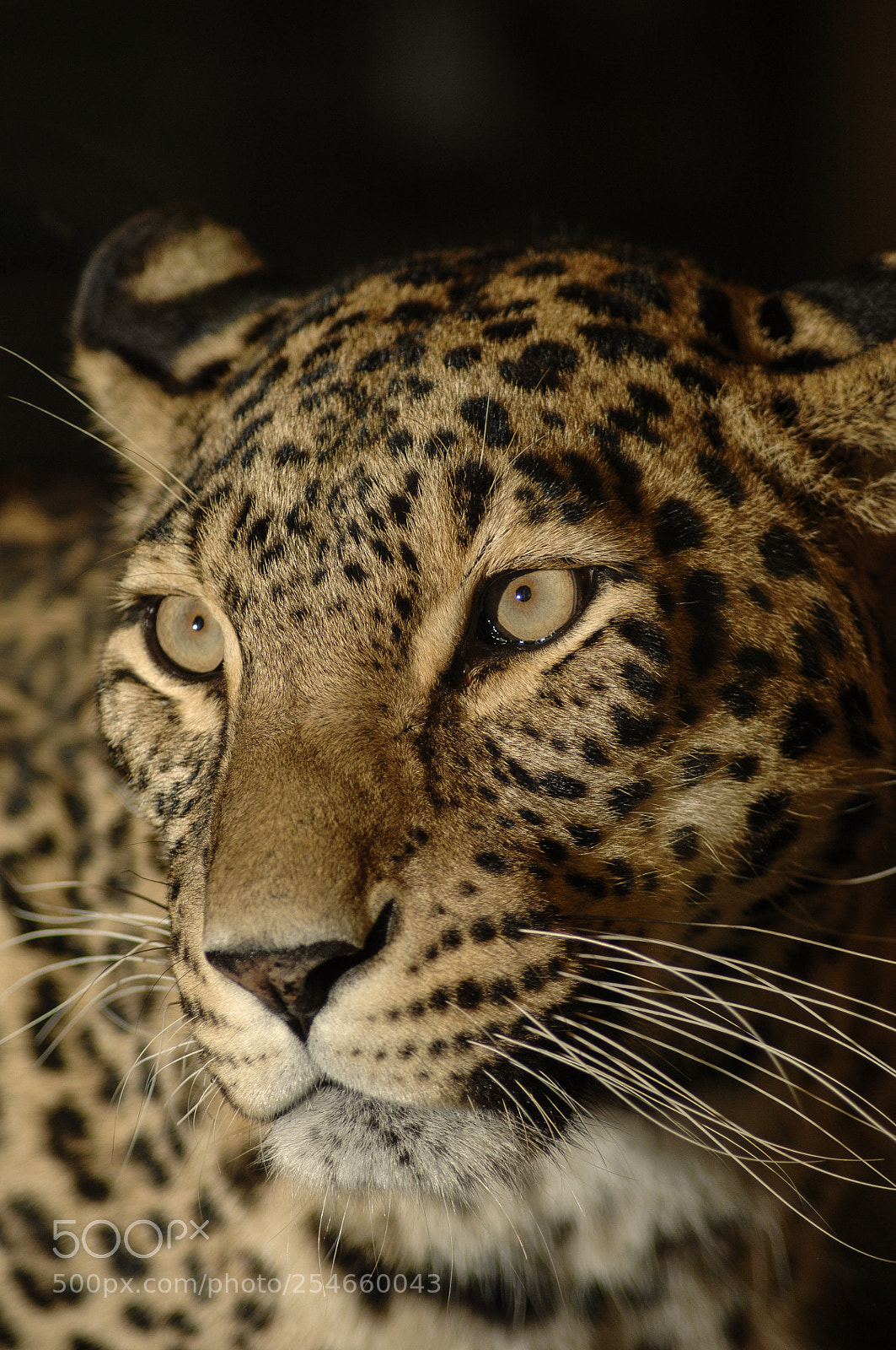 Nikon D2X sample photo. Leopard photography