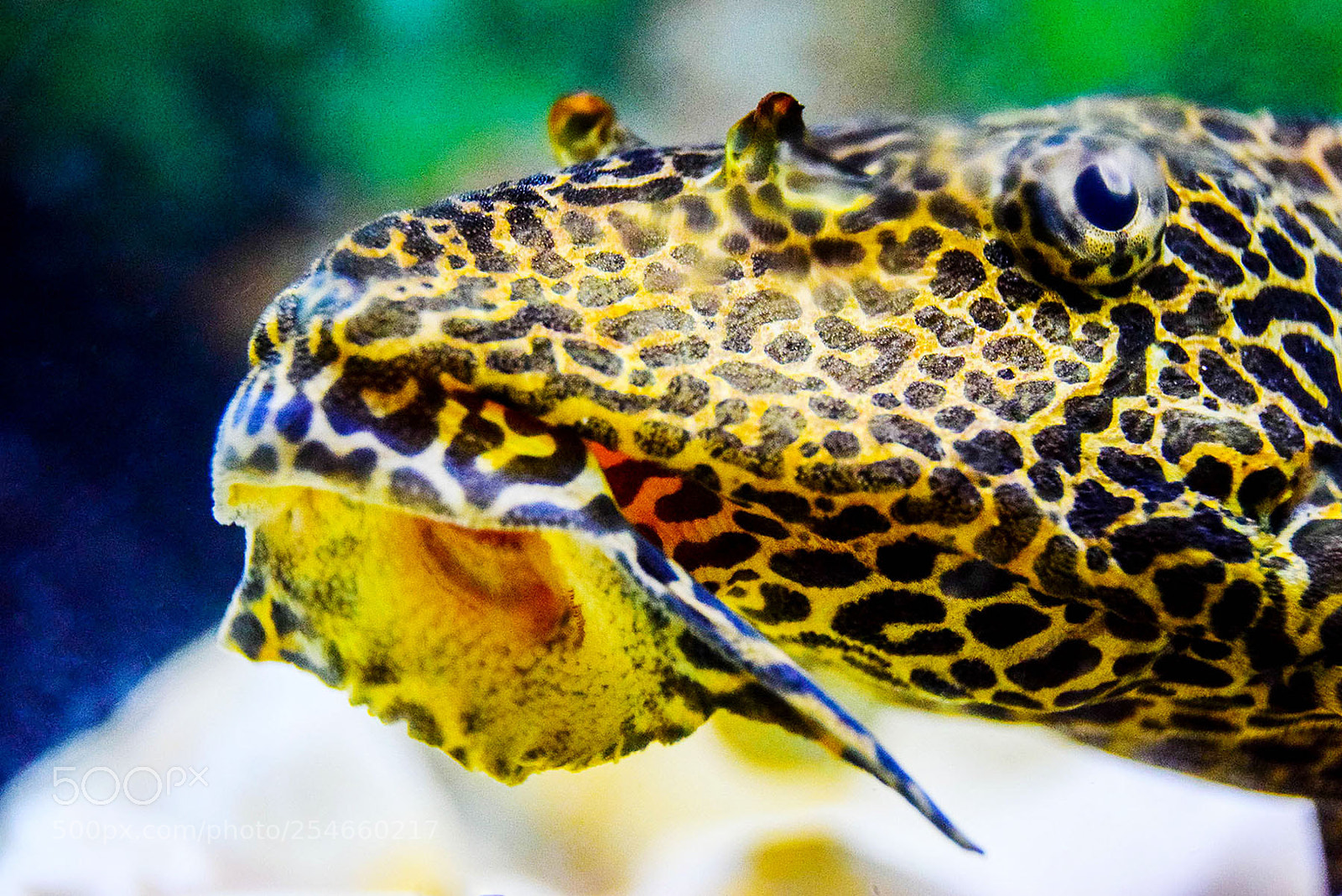 Nikon D3300 sample photo. Suckermouth catfish photography