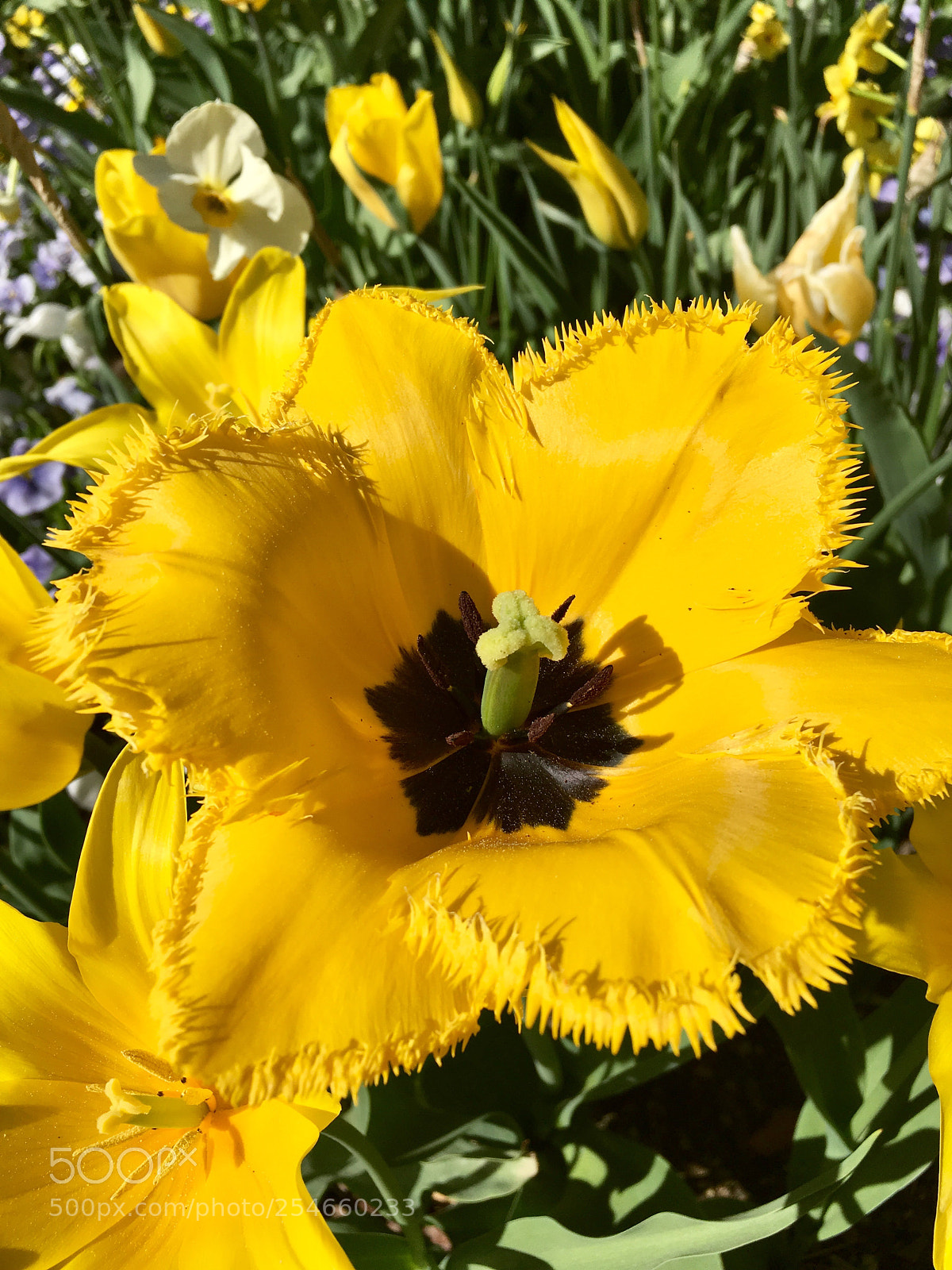 Apple iPhone SE sample photo. Sunny flower photography