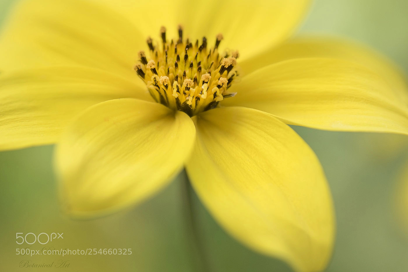 Canon EOS 7D Mark II sample photo. Bidens photography