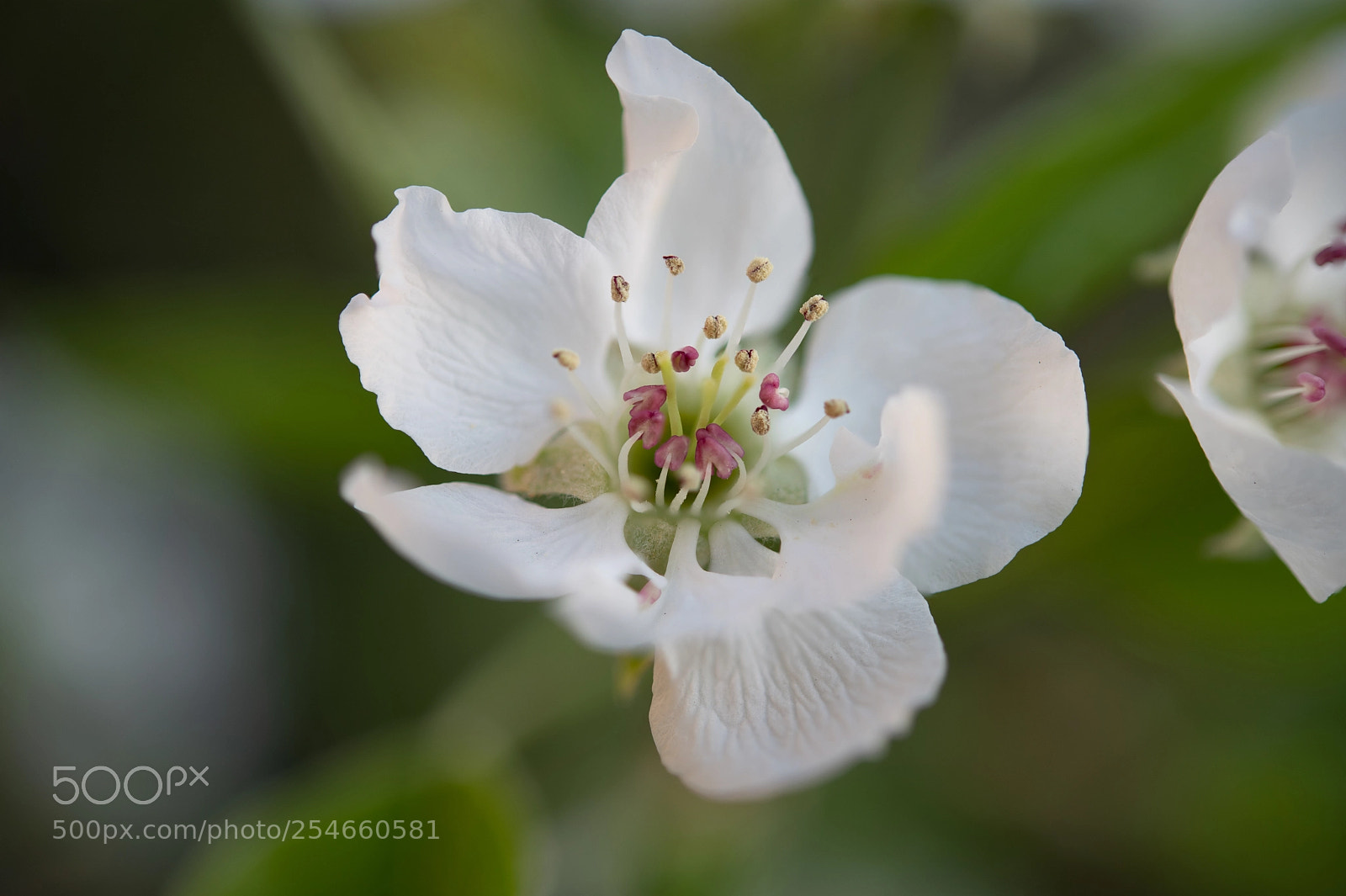 Nikon D850 sample photo. Nashi in spring photography