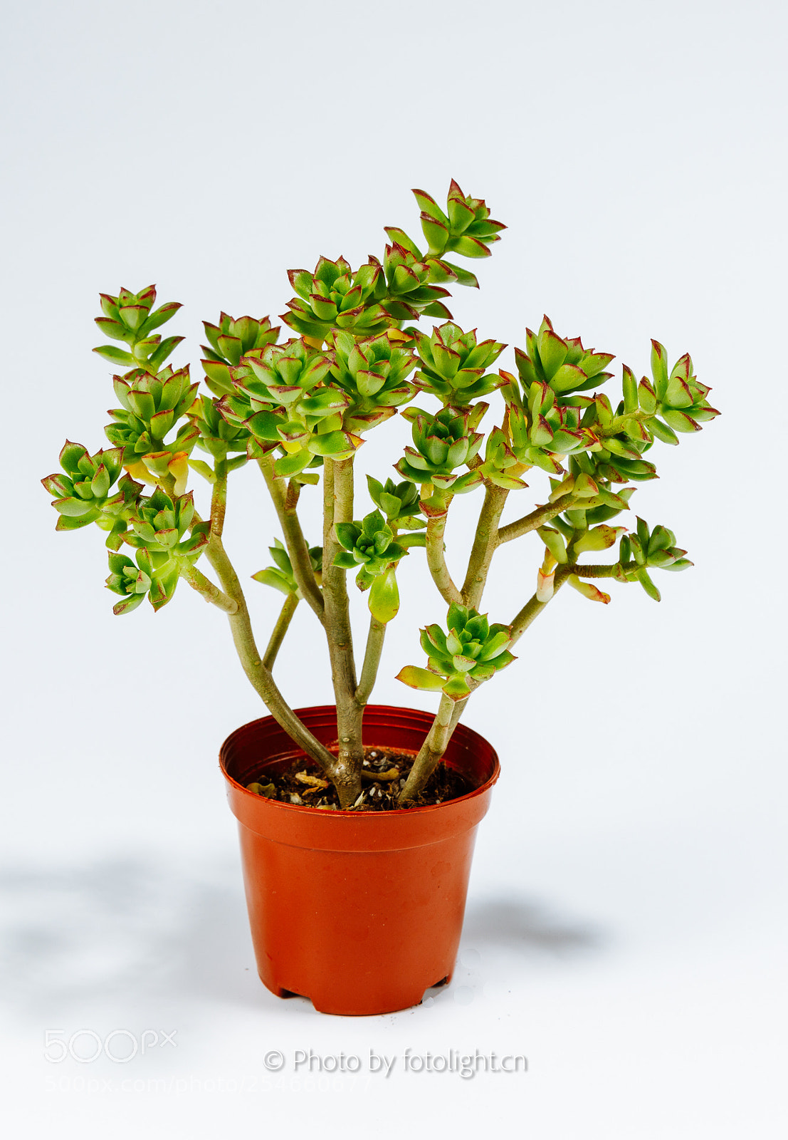 Canon EOS 5D Mark IV sample photo. Succulent plant photography