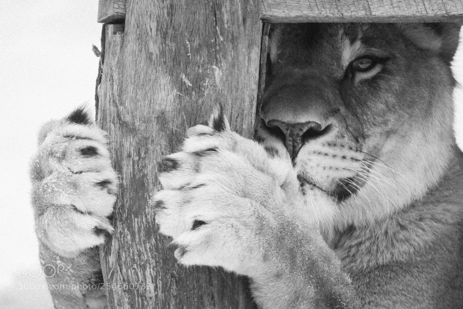Canon EOS 400D (EOS Digital Rebel XTi / EOS Kiss Digital X) sample photo. Lioness in winter photography