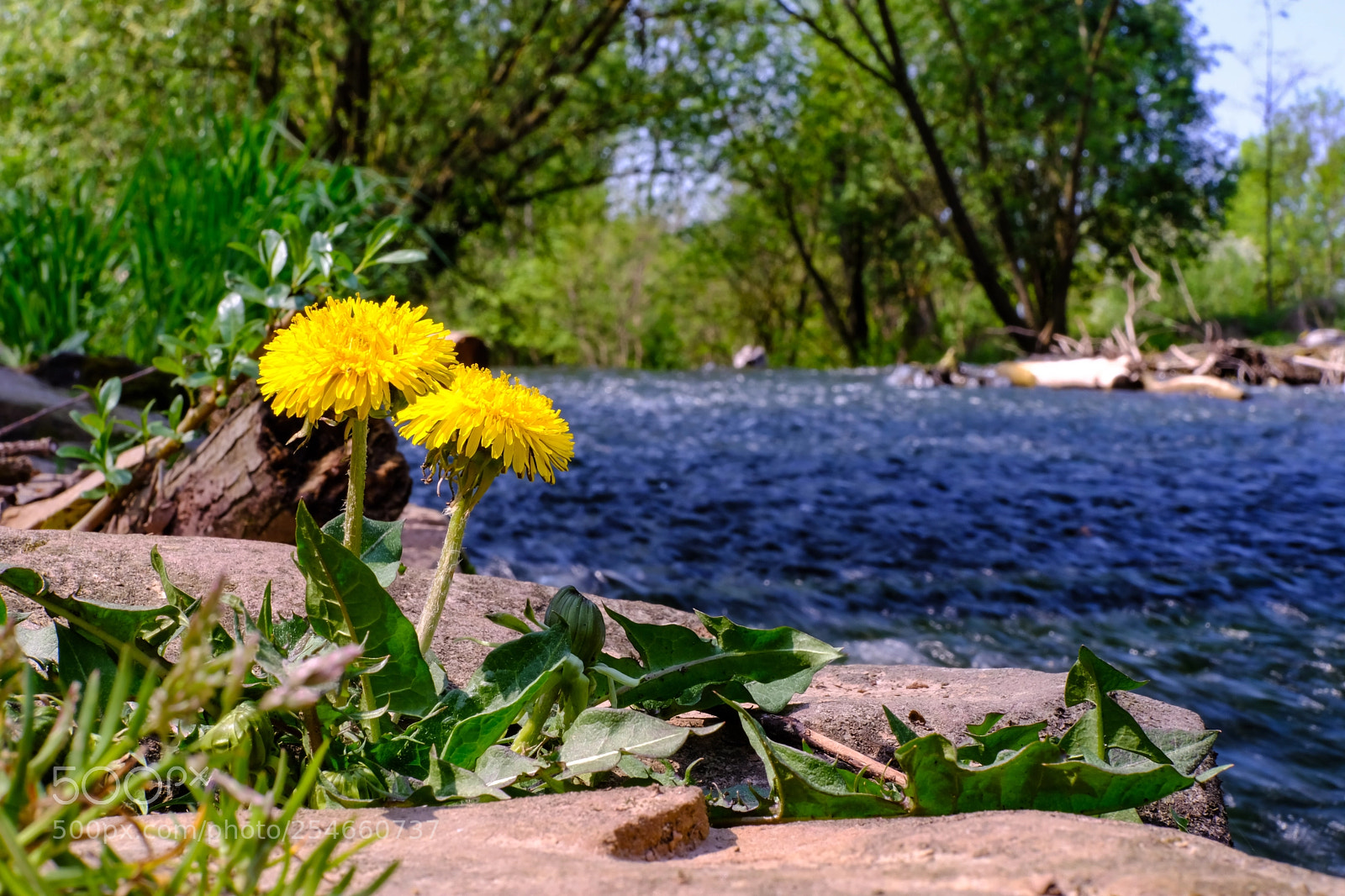 Fujifilm X-T20 sample photo. 'dandelions chillout zone' photography