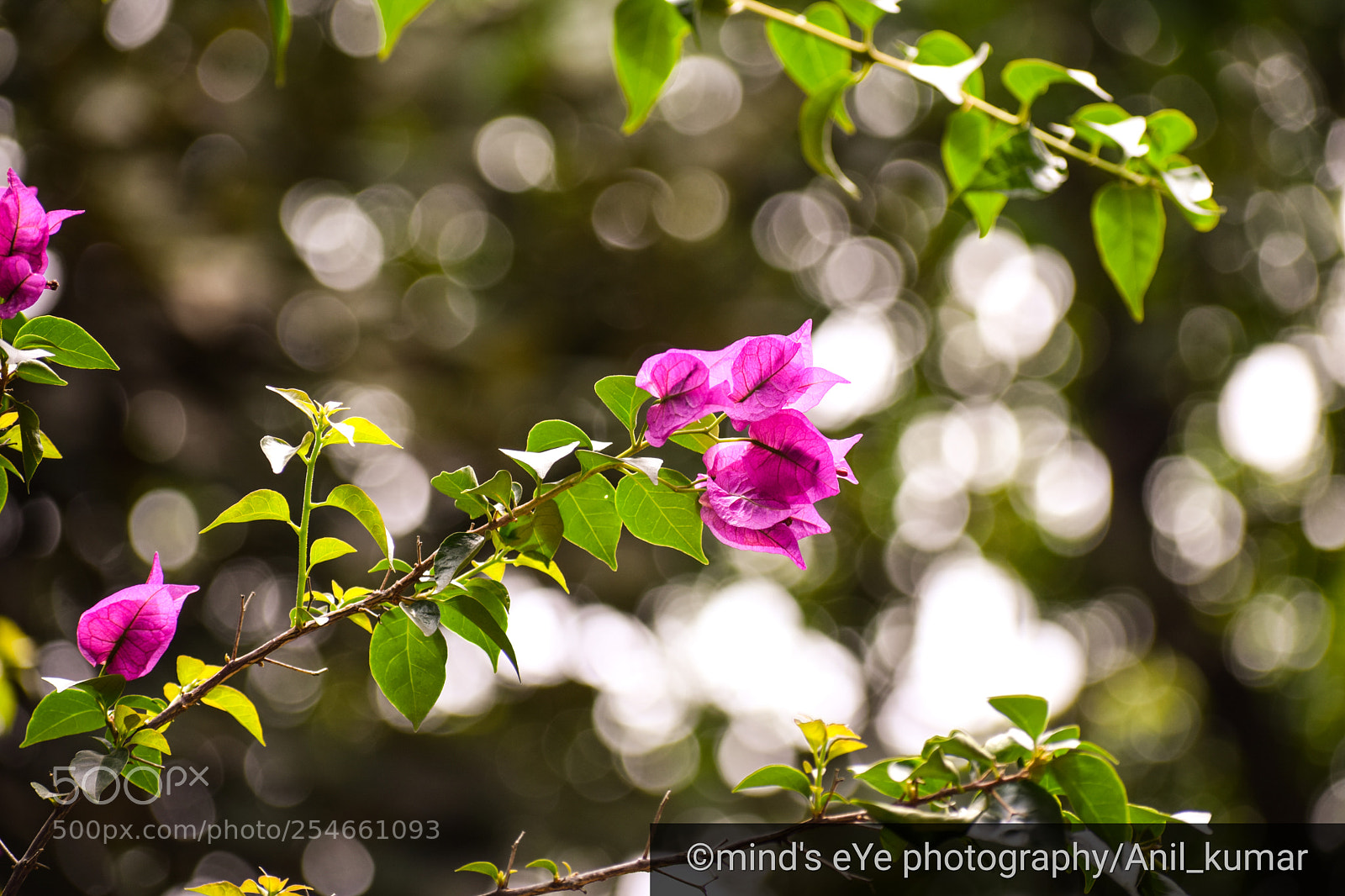 Nikon D3300 sample photo. Summer blossons photography