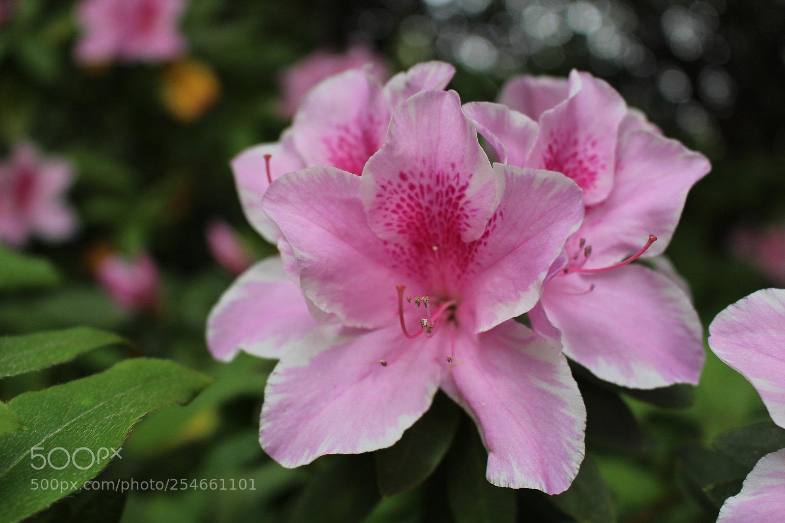 Canon EOS 100D (EOS Rebel SL1 / EOS Kiss X7) sample photo. Img photography