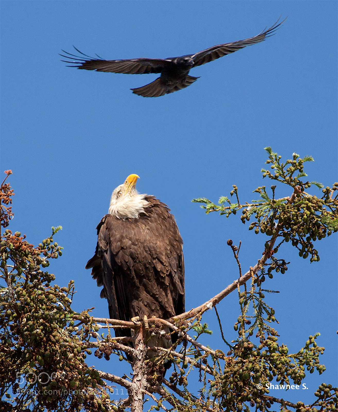 Canon EOS 5D Mark II sample photo. Bald eagle glare photography