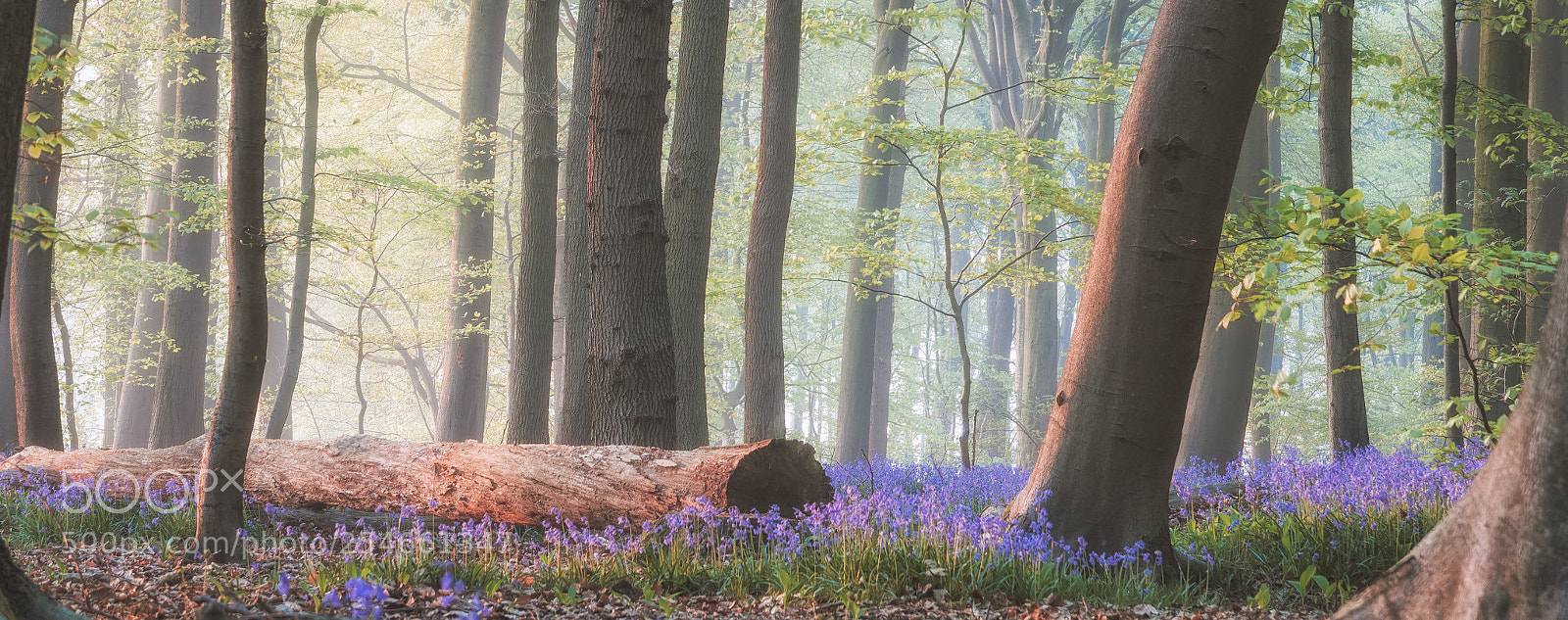 Canon EOS 750D (EOS Rebel T6i / EOS Kiss X8i) sample photo. Magical bluebell forest photography