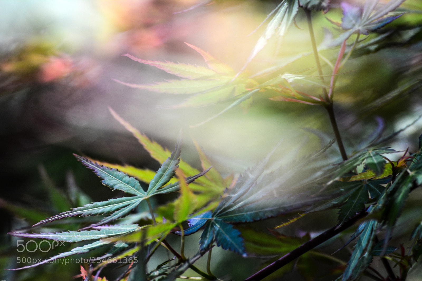 Nikon D5200 sample photo. Never ending story photography