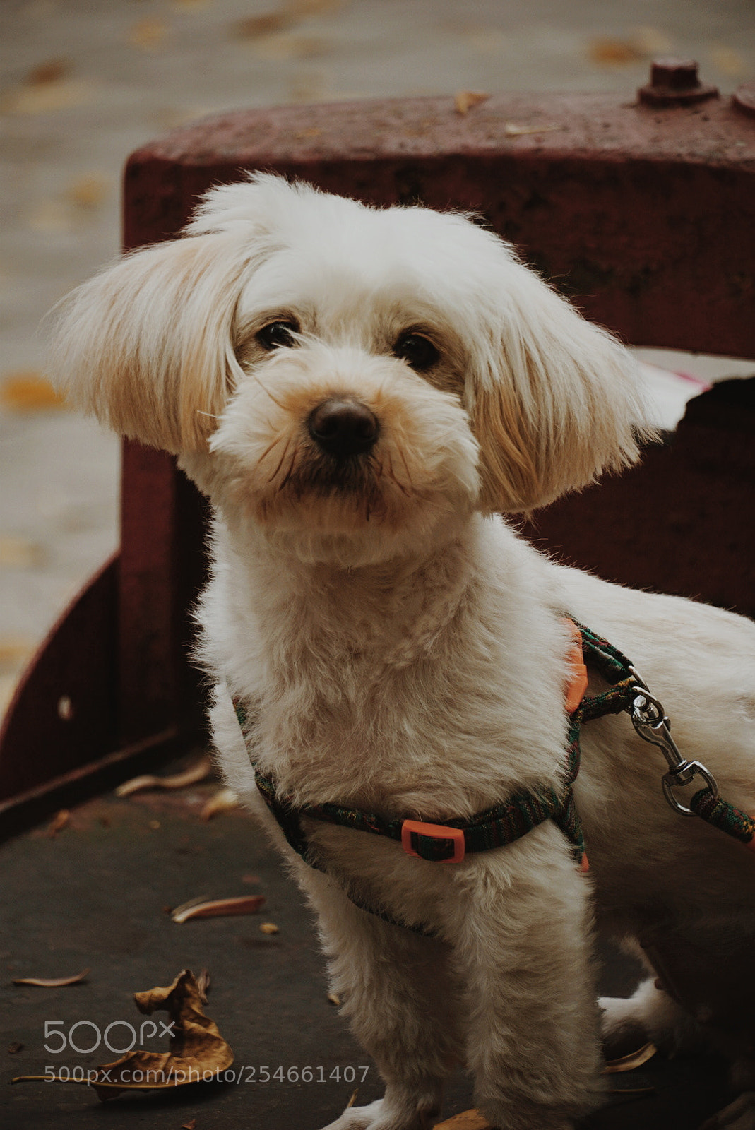 Sony a6000 sample photo. Dog photography