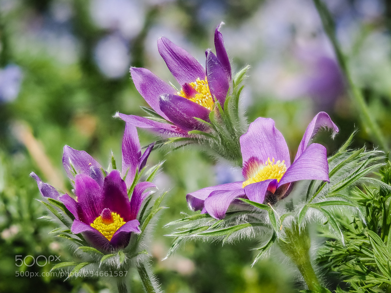 Olympus OM-D E-M1 Mark II sample photo. Olympus focus stacking photography