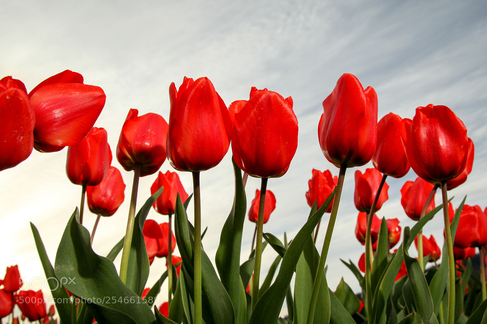 Canon EOS-1D Mark III sample photo. Red tulips photography