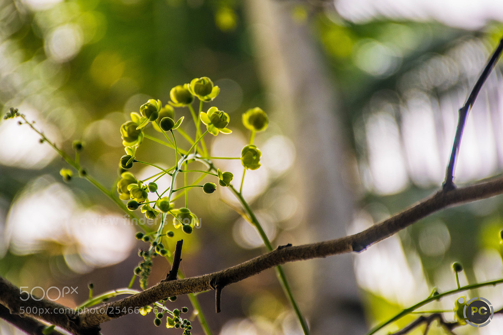 Nikon D5300 sample photo. Buds photography