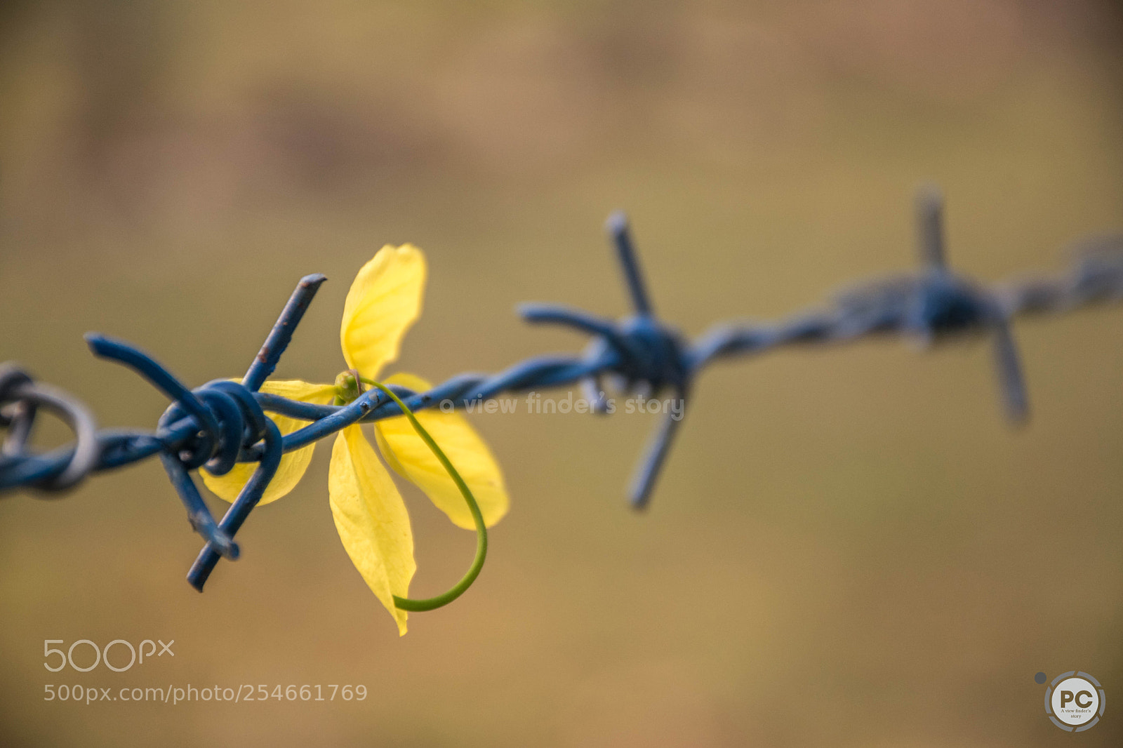 Nikon D5300 sample photo. The fallen photography