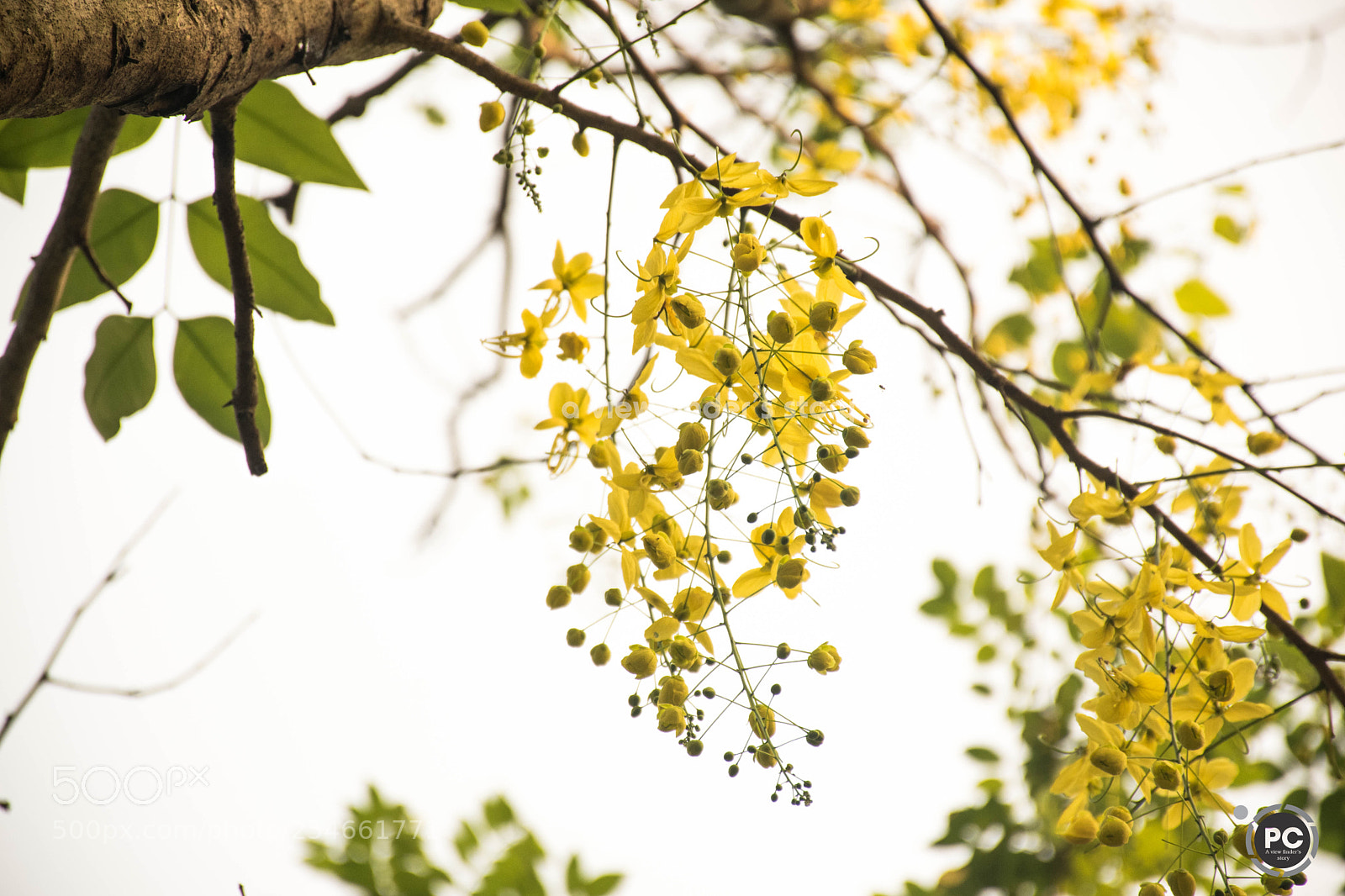 Nikon D5300 sample photo. Golden shower flower i photography