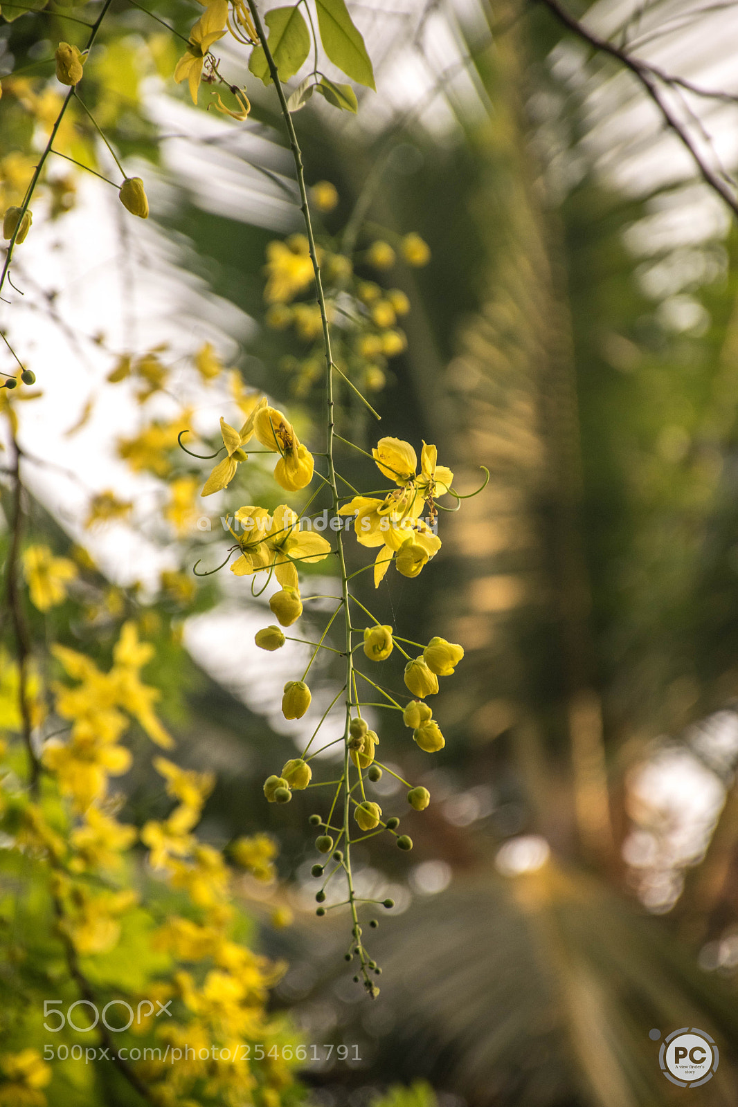 Nikon D5300 sample photo. Golden shower flower ii photography