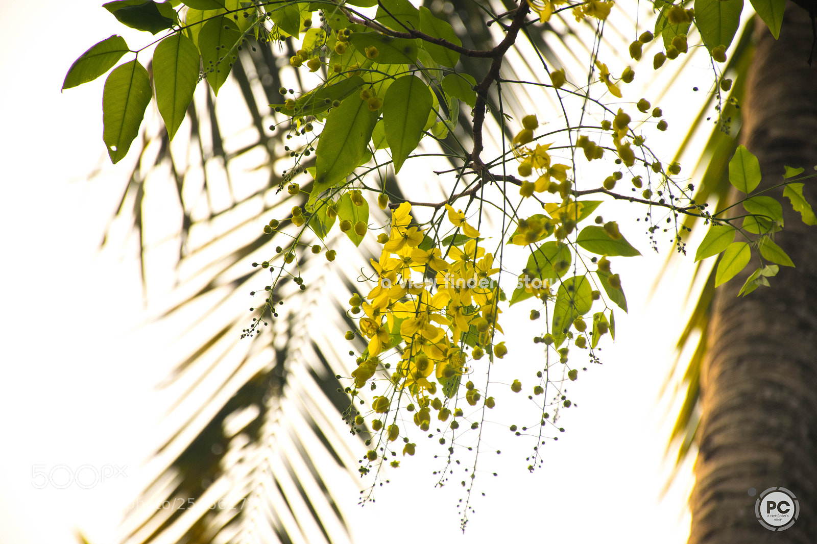 Nikon D5300 sample photo. Golden shower flower iii photography