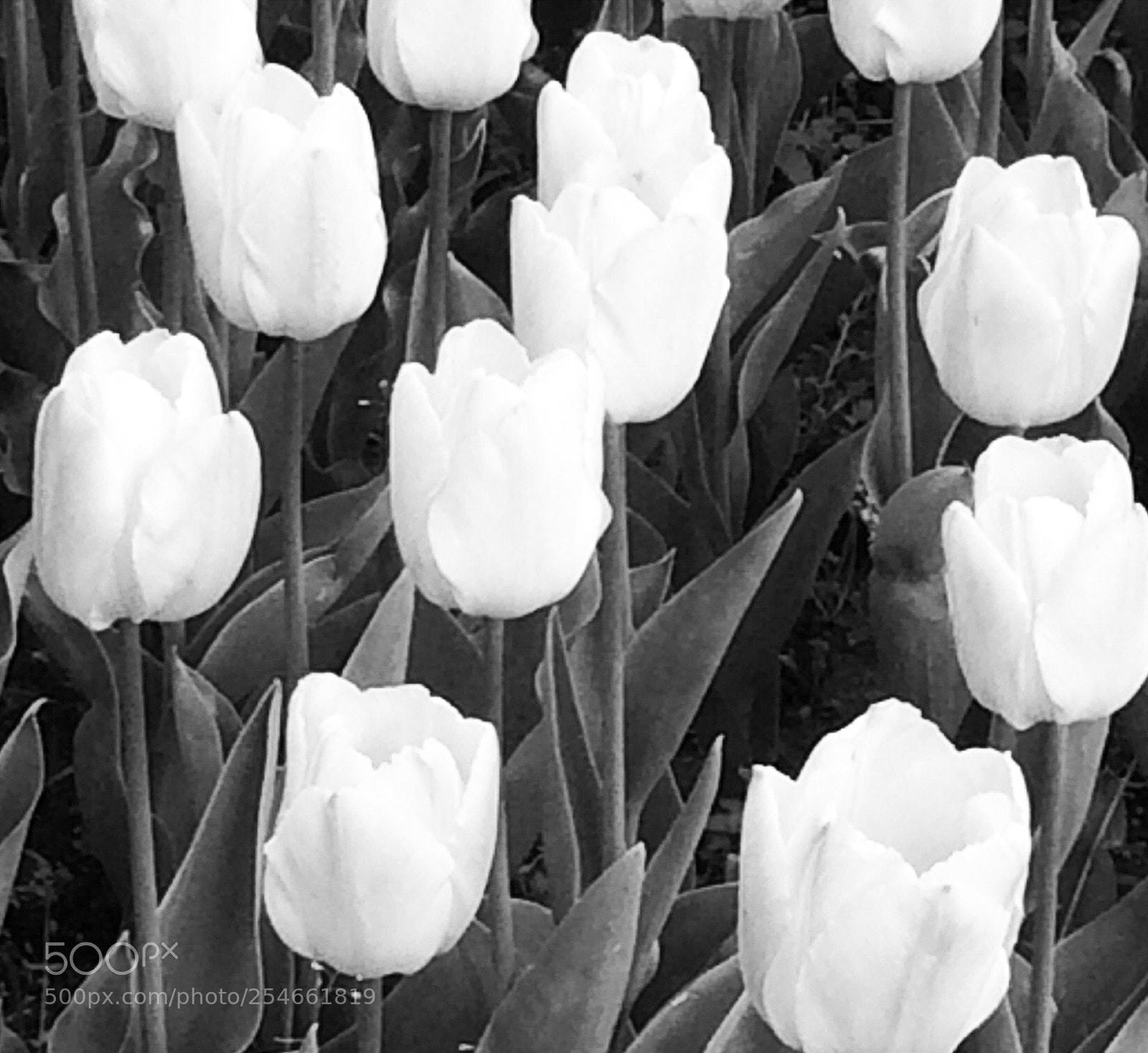 Apple iPhone 5s sample photo. Flowers photography