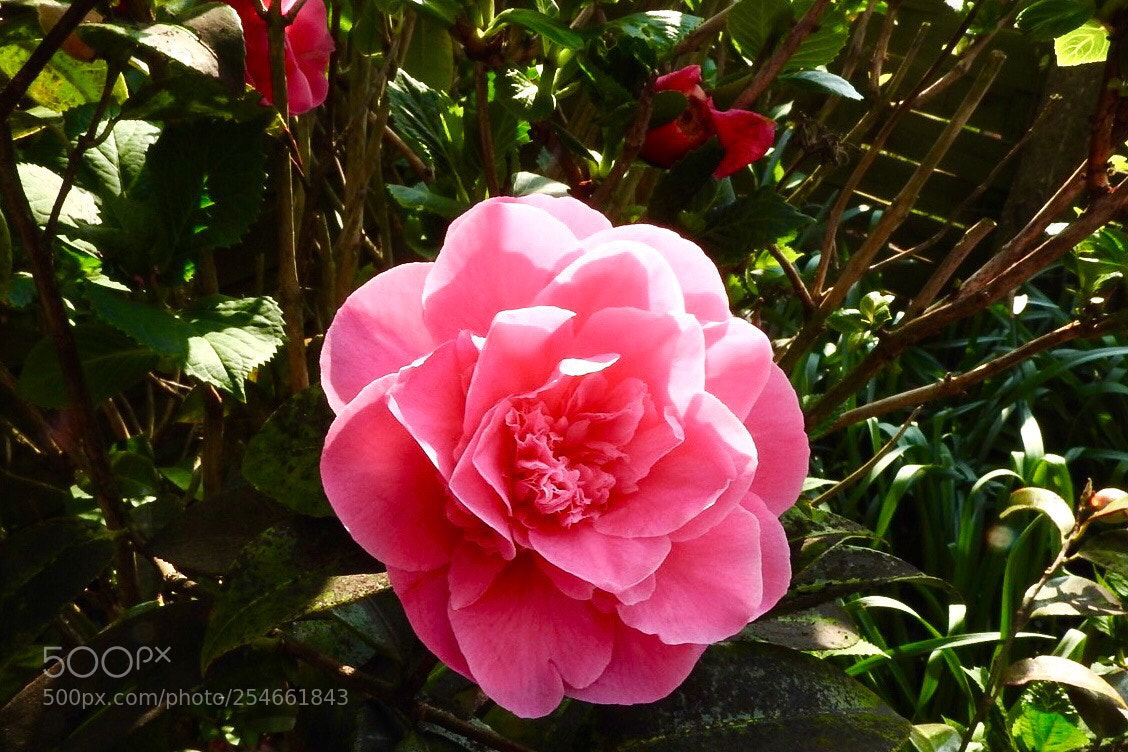 Nikon Coolpix P610 sample photo. Camellia  photography
