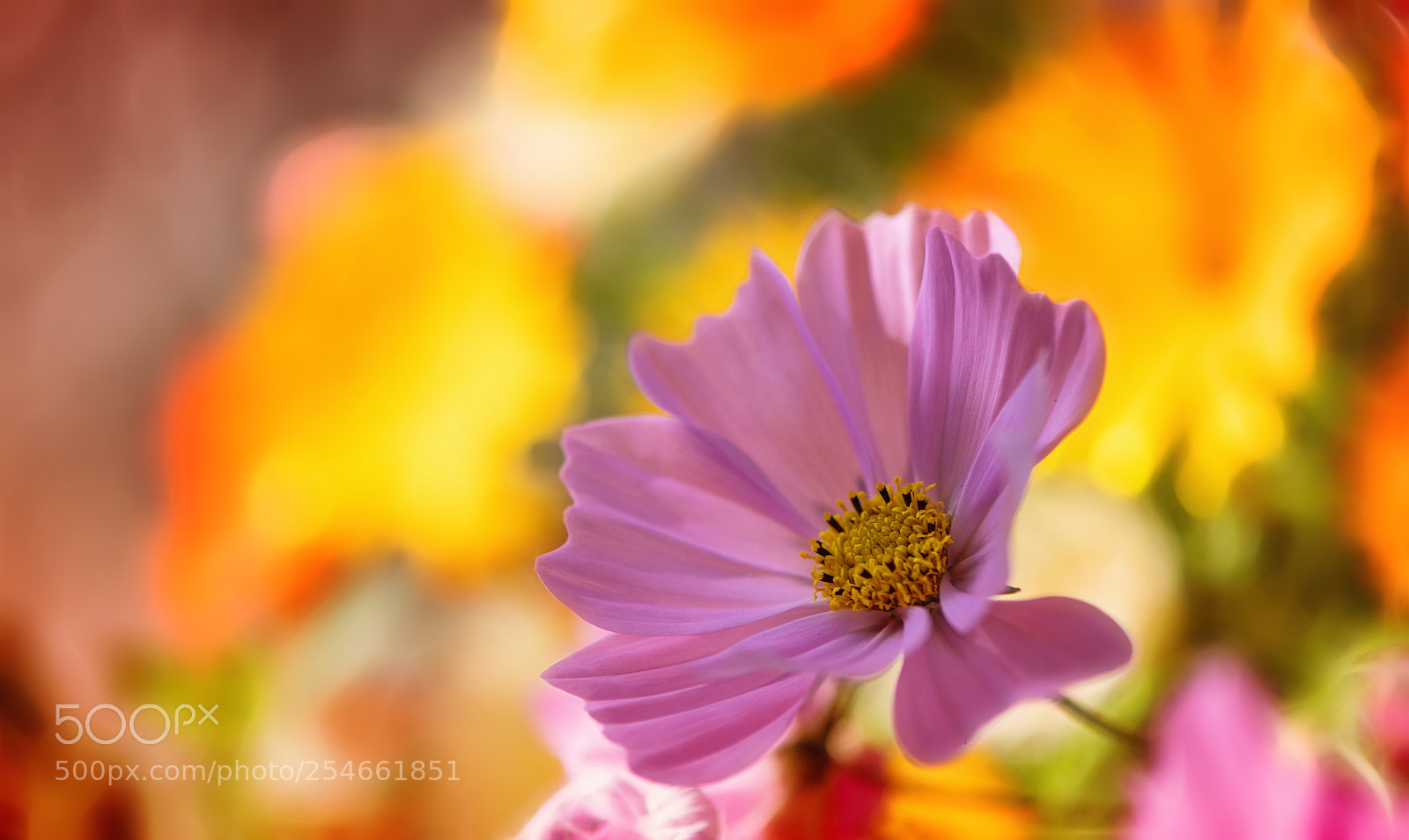 Nikon D850 sample photo. Beautiful day photography