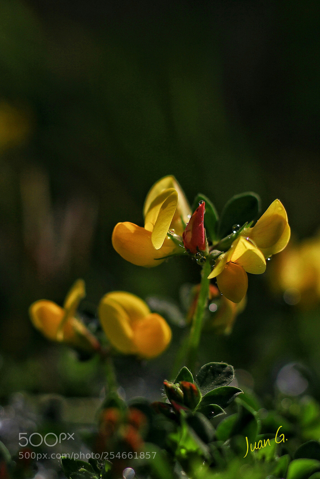 Canon EOS 7D sample photo. Mis flores!!!! photography