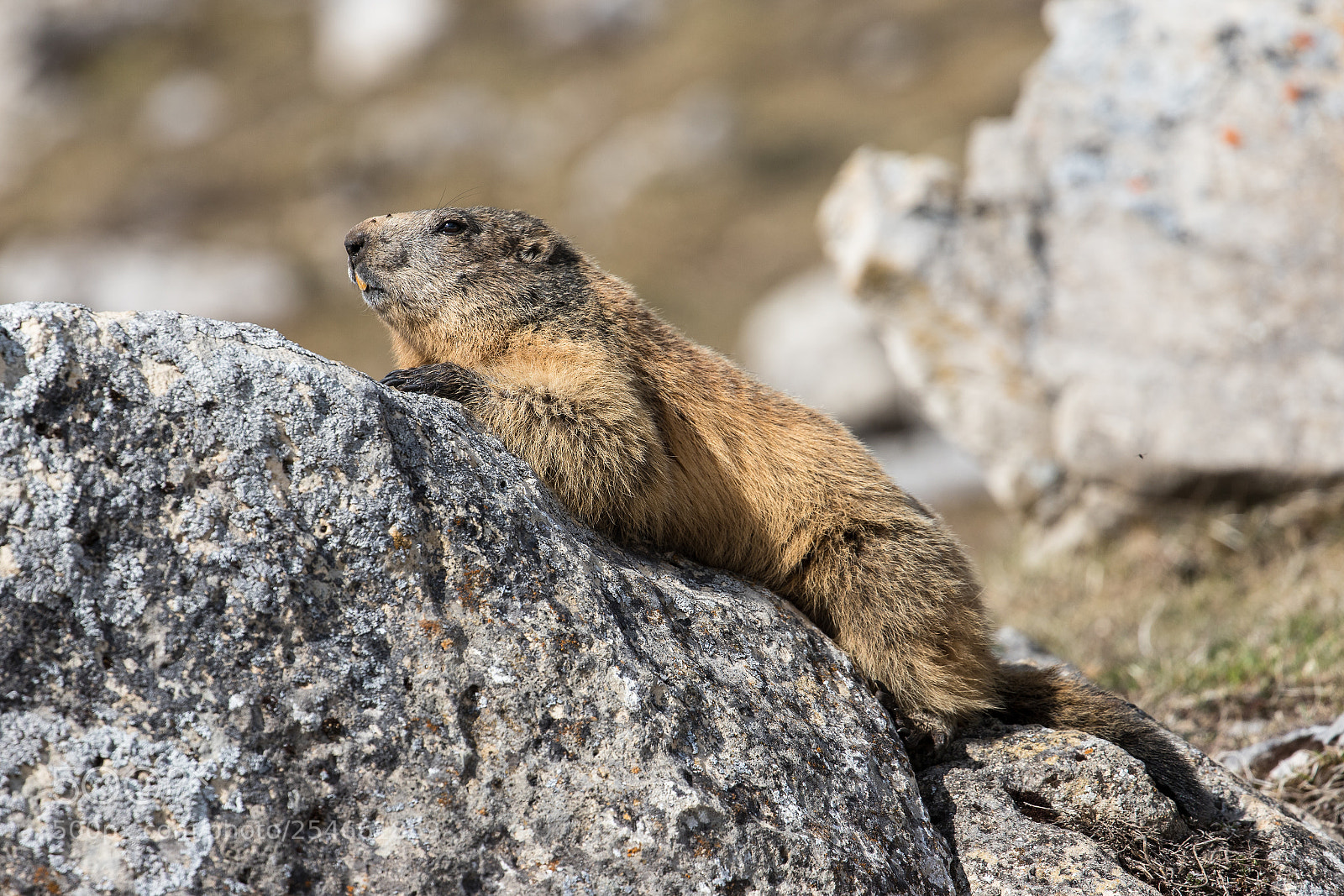 Canon EOS 6D Mark II sample photo. Marmotte d'avril photography