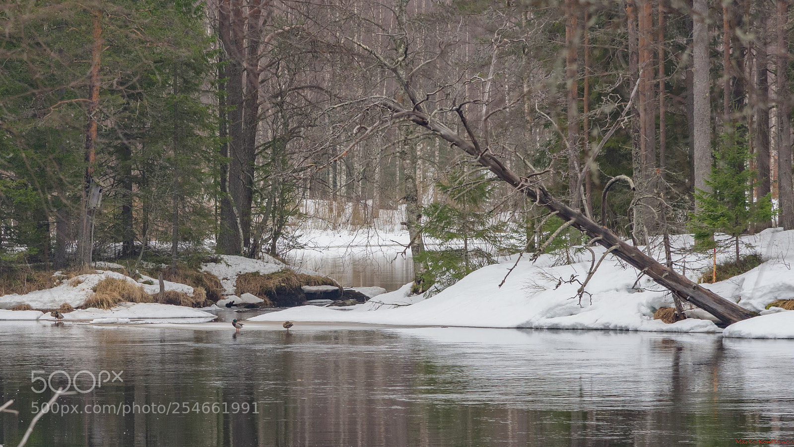 Nikon D810 sample photo. Flat spring weather photography