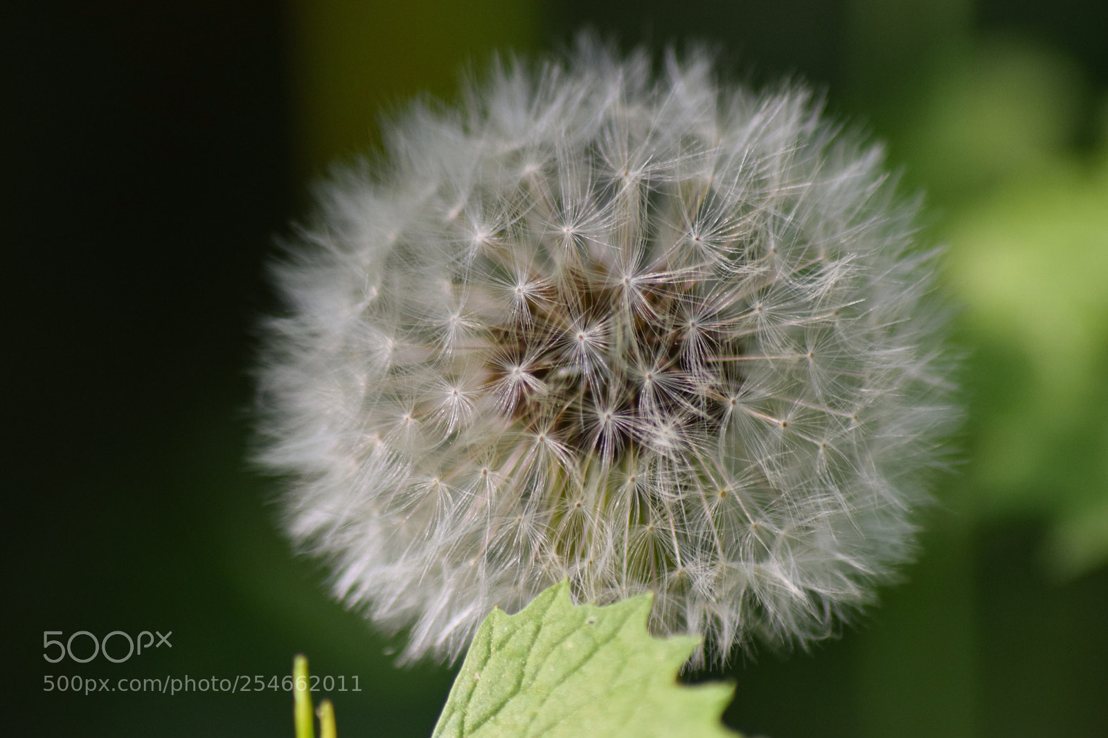 Nikon D5300 sample photo. Faites un vœux  photography
