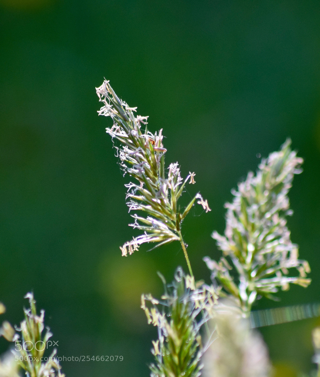 Nikon D5300 sample photo. Graminées  photography