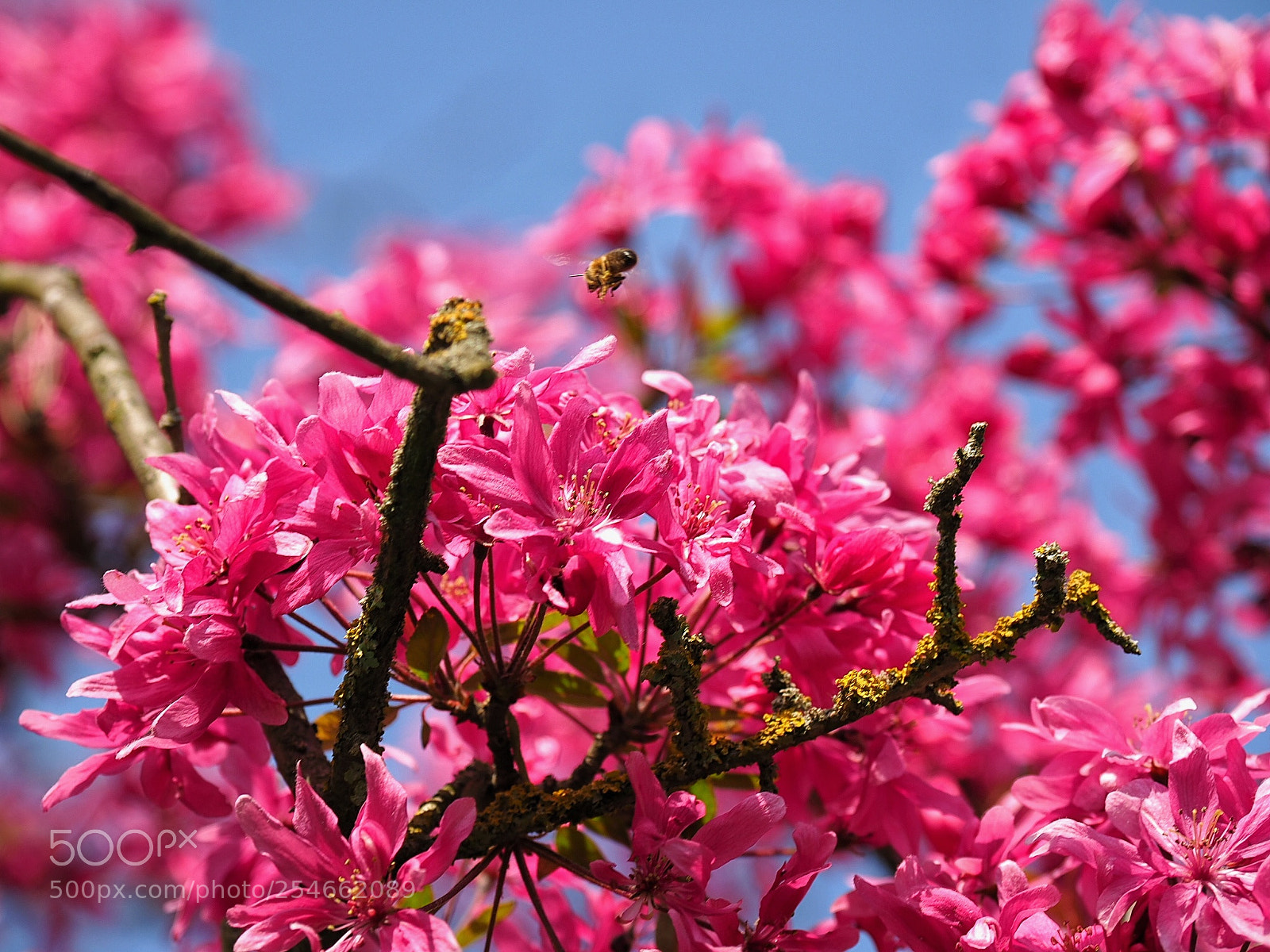 Olympus OM-D E-M1 Mark II sample photo. Blossom at kew photography