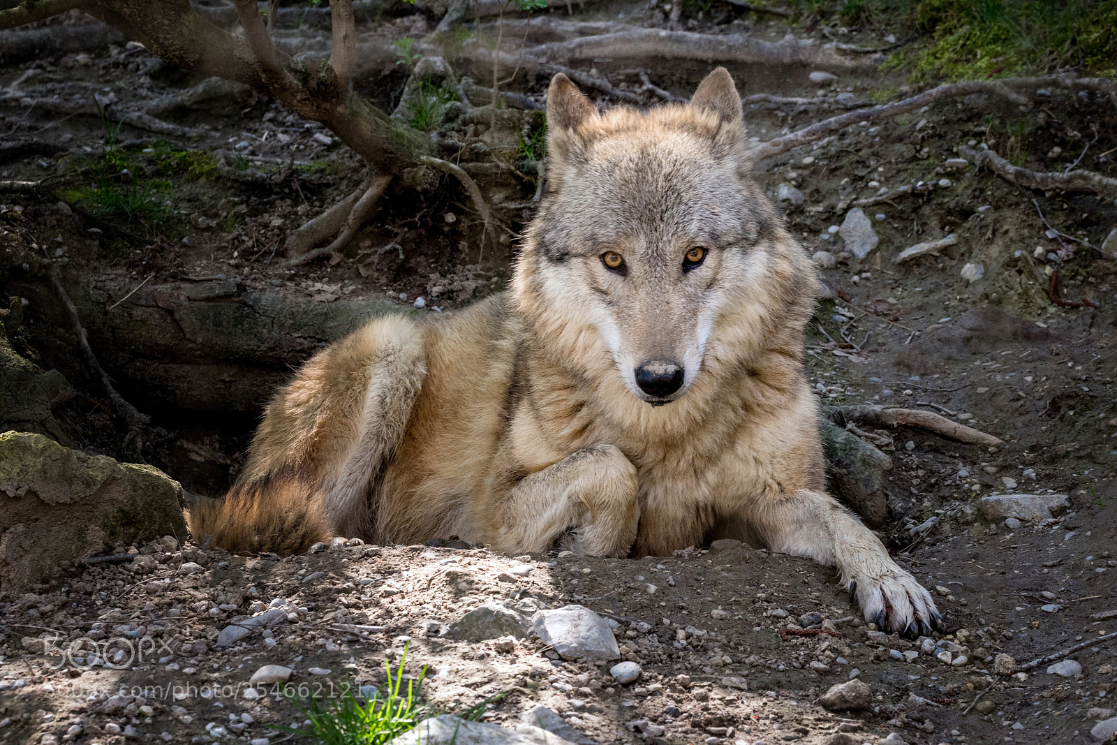 Nikon D850 sample photo. Mongolischer wolf canis lupus photography