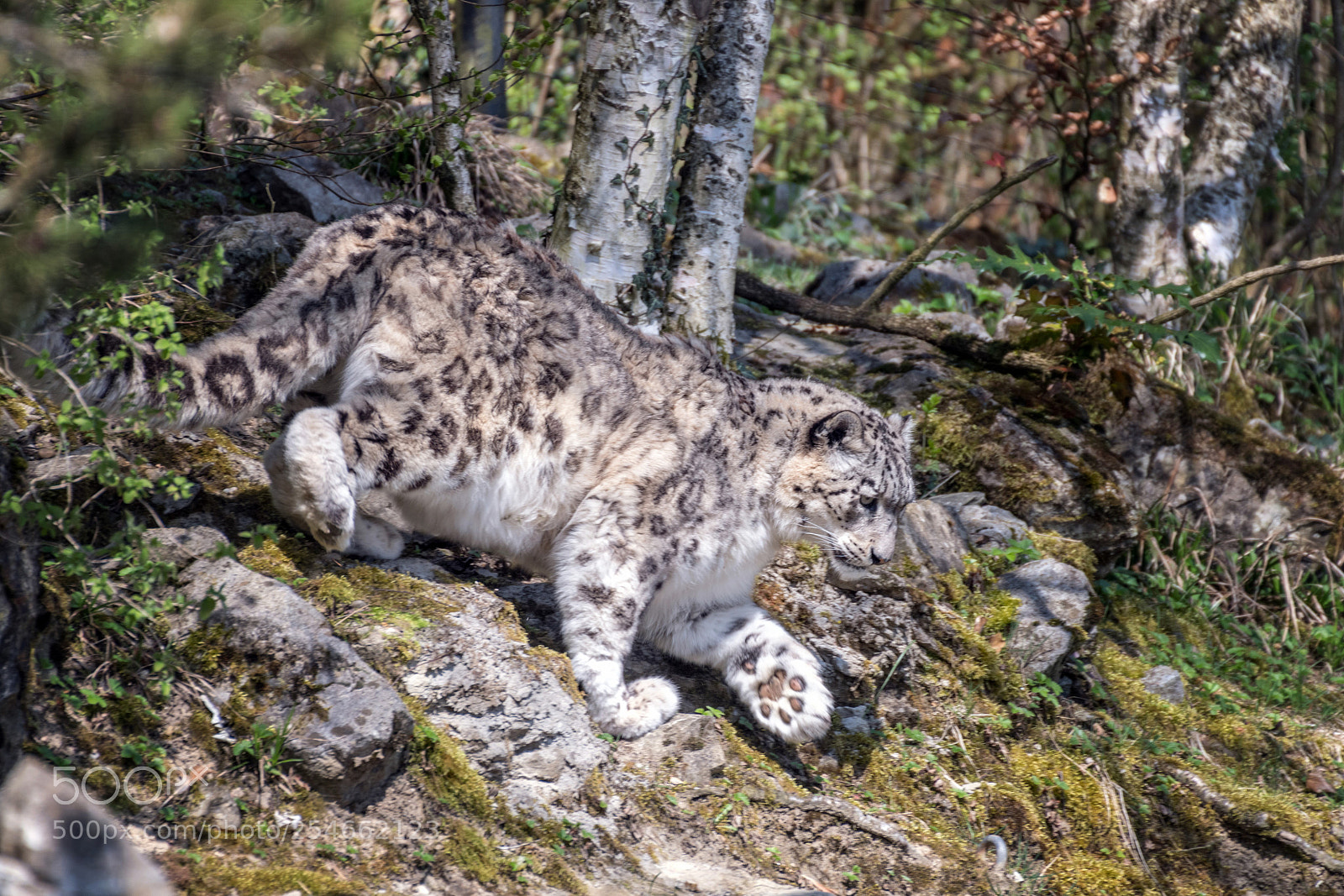 Nikon D850 sample photo. Schneeleopard (panthera unicia) photography
