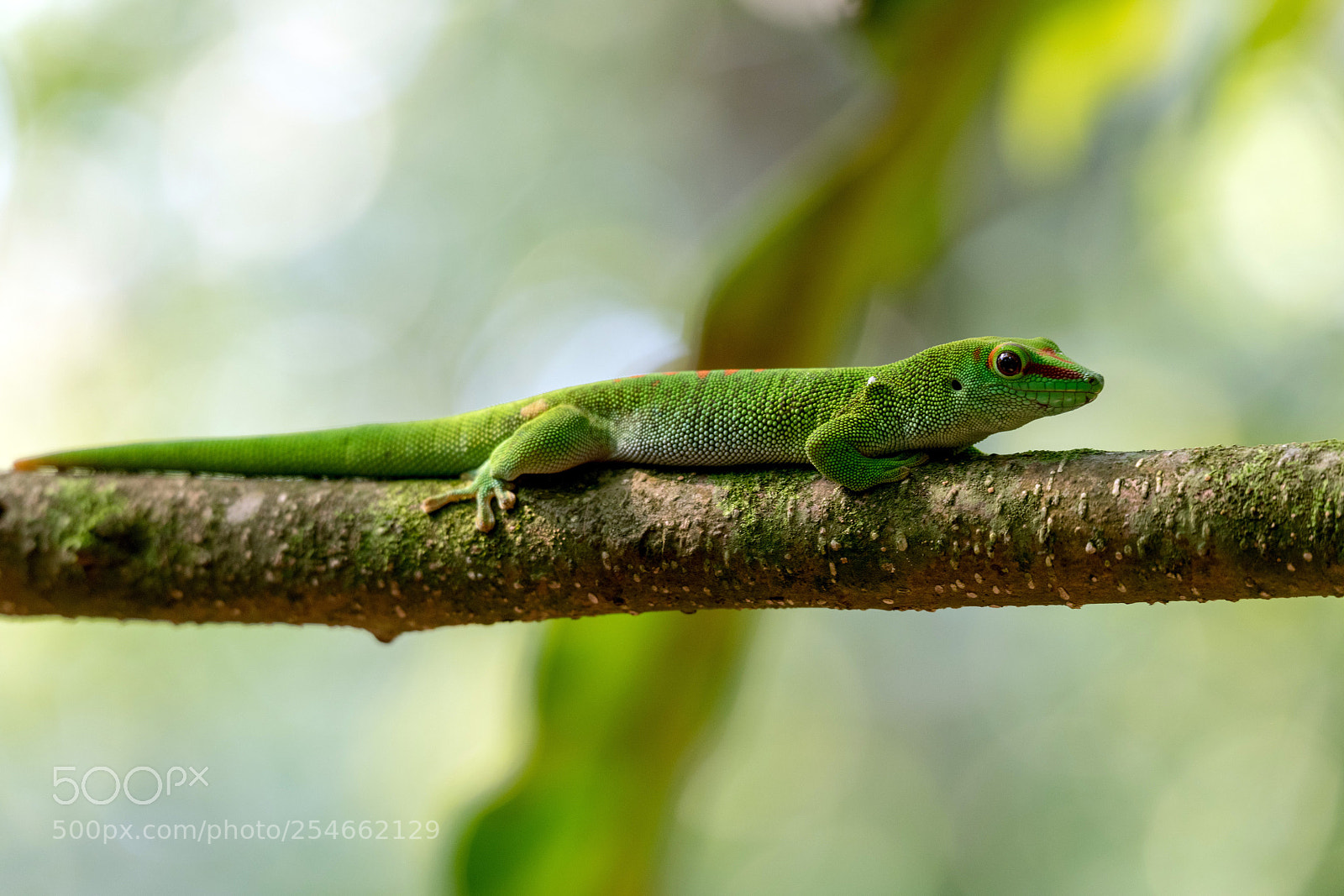 Nikon D850 sample photo. Grosser madagaskar-taggecko phelsuma madagascariensis photography