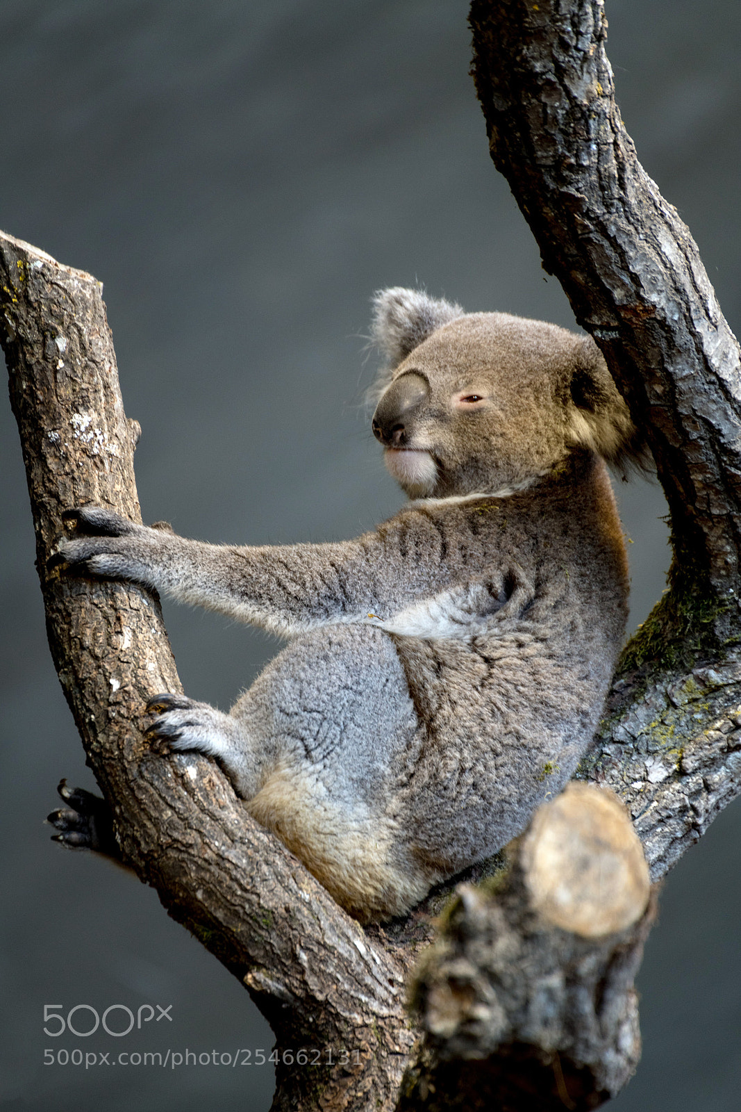 Nikon D850 sample photo. Koala (phascolarctos cinereus) photography