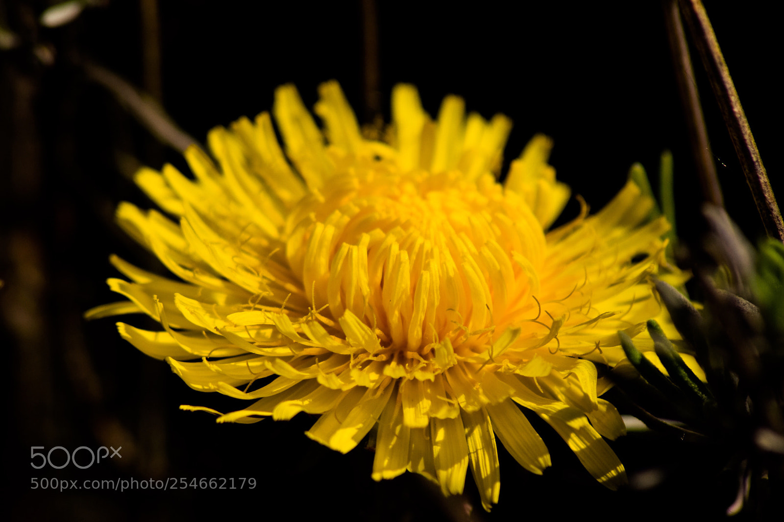 Nikon D5300 sample photo. Fleur de pissenlit  photography