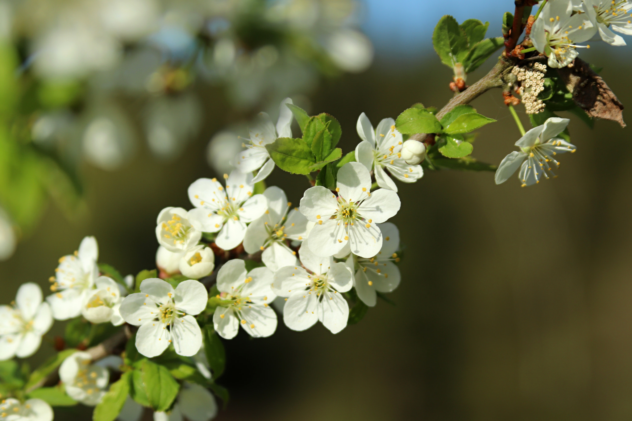 Canon EF 28-135mm F3.5-5.6 IS USM sample photo. White flower photography