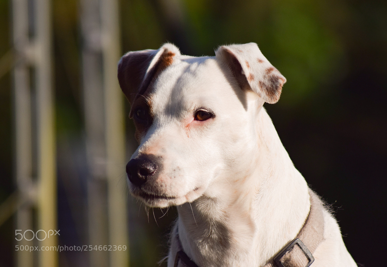 Nikon D5300 sample photo. Un chien, jack russel  photography