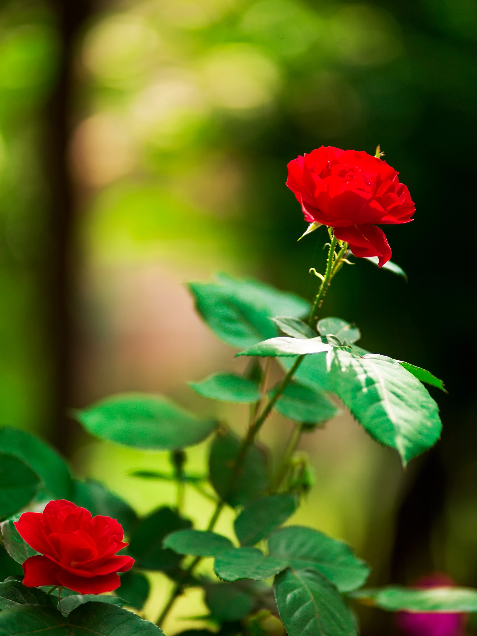 Hasselblad H3D sample photo