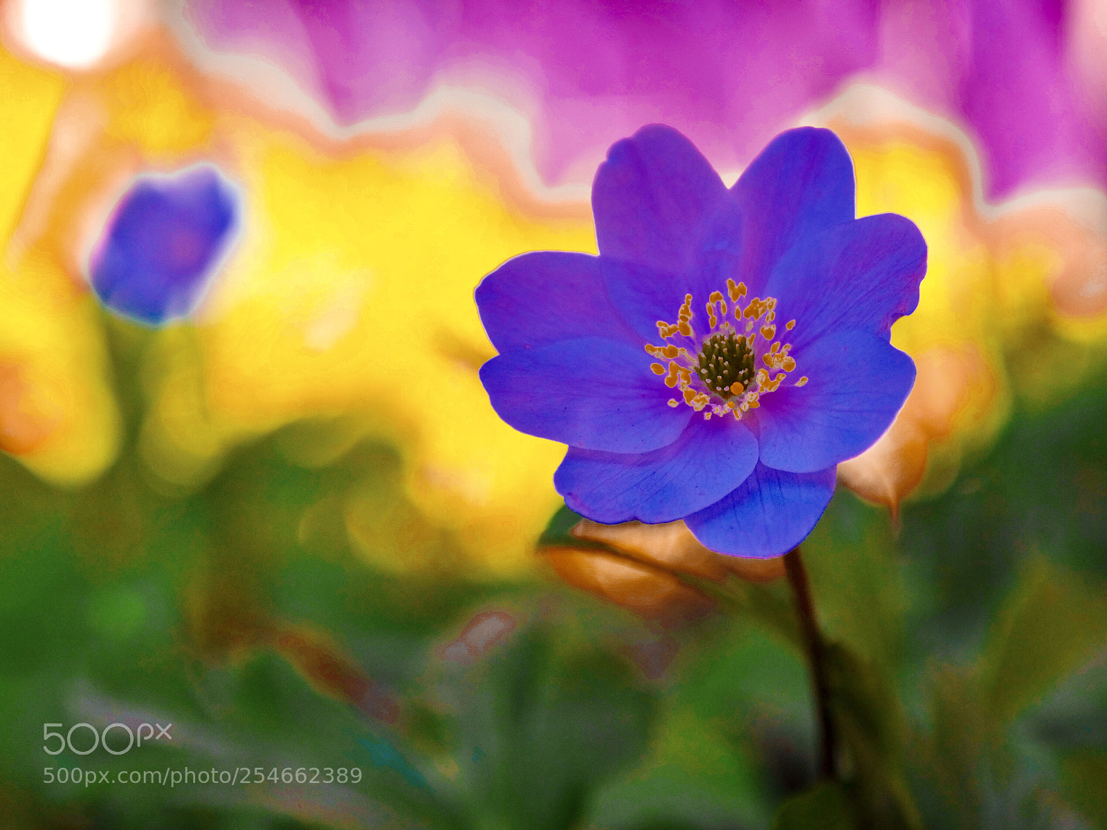 Samsung NX300 sample photo. Colorful photography