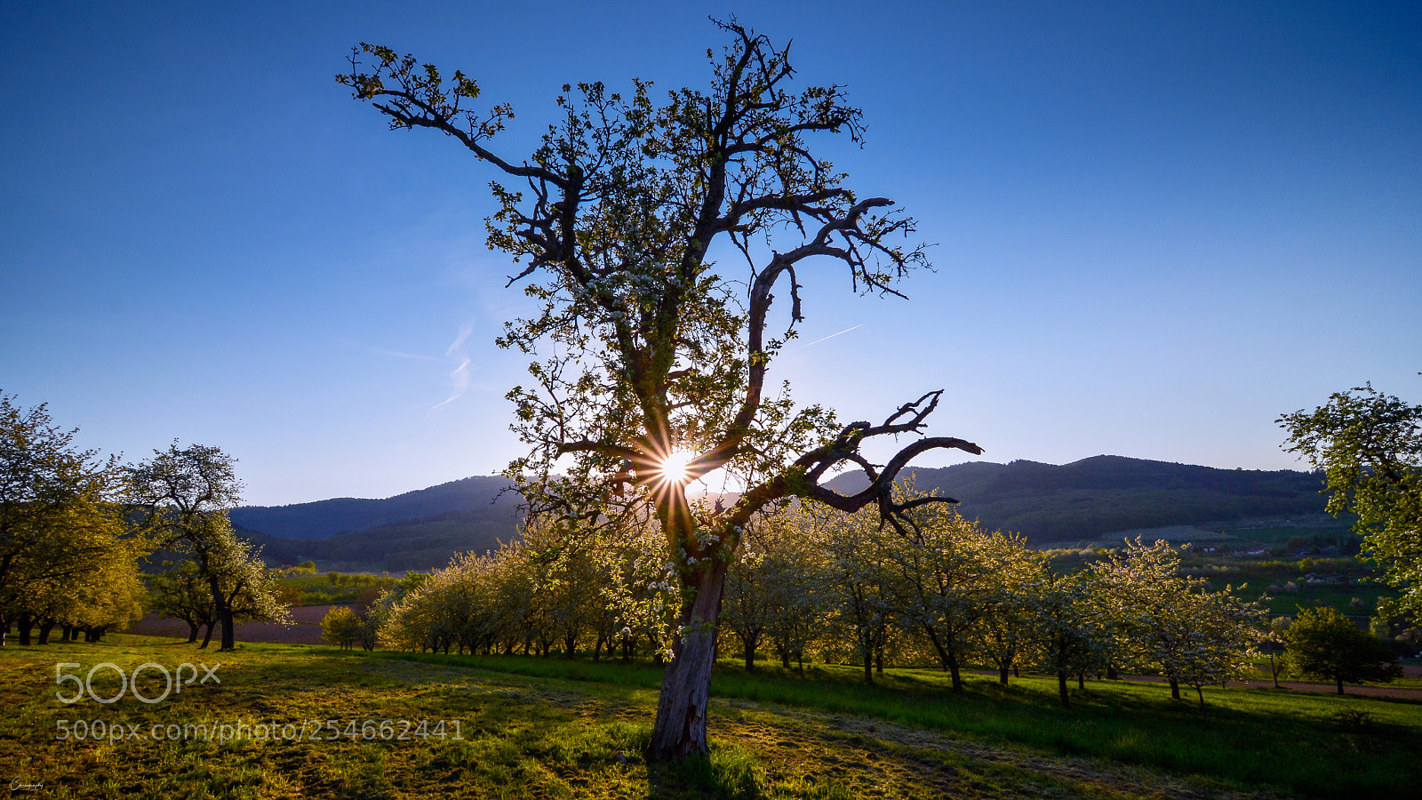 Nikon D7100 sample photo. Good morning photography