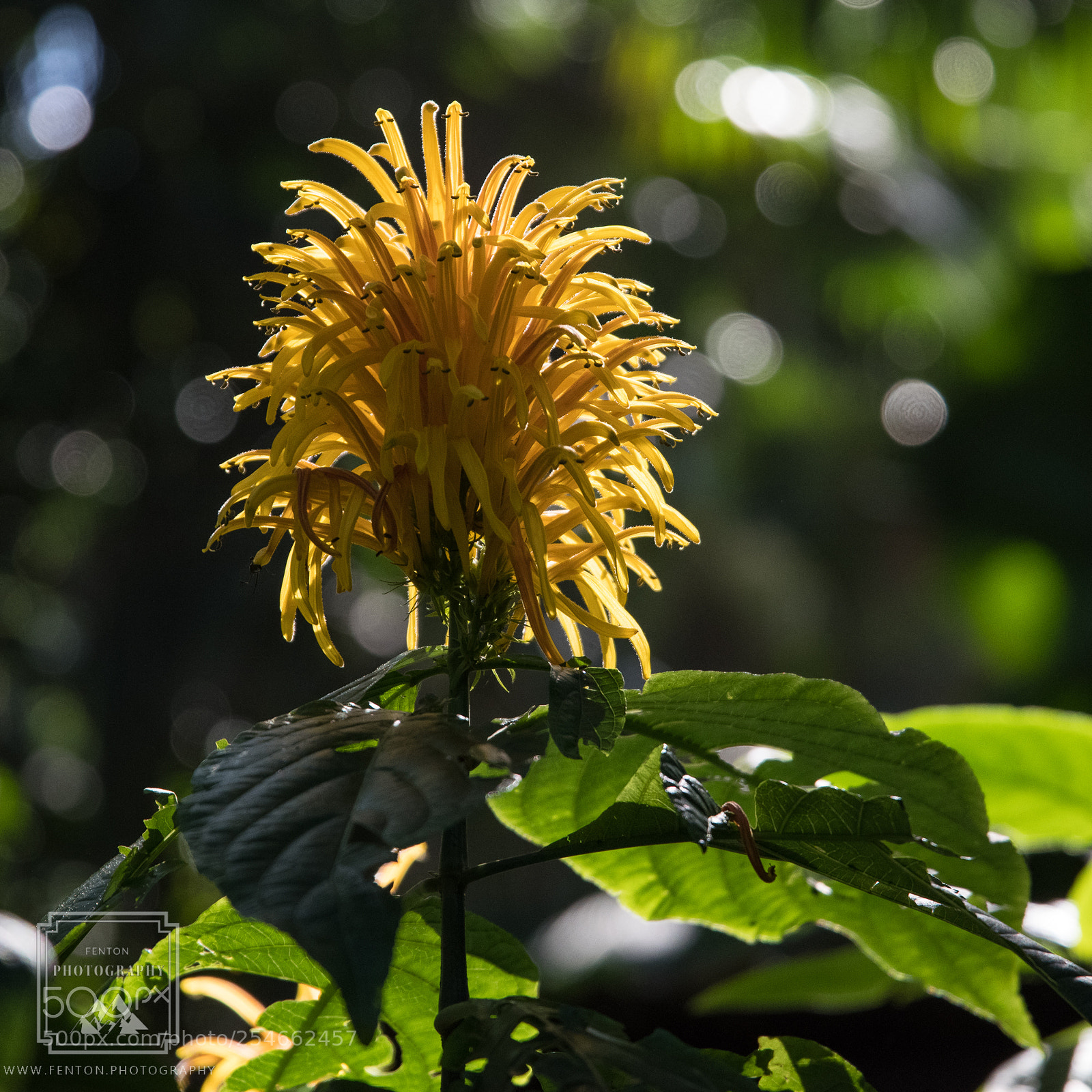 Pentax K-1 sample photo. Yellow ginger photography