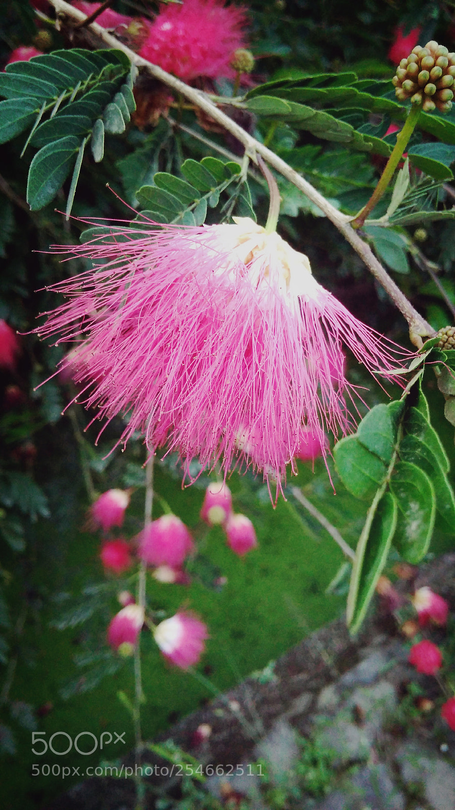 Xiaomi Redmi 4A sample photo. Untitled photography