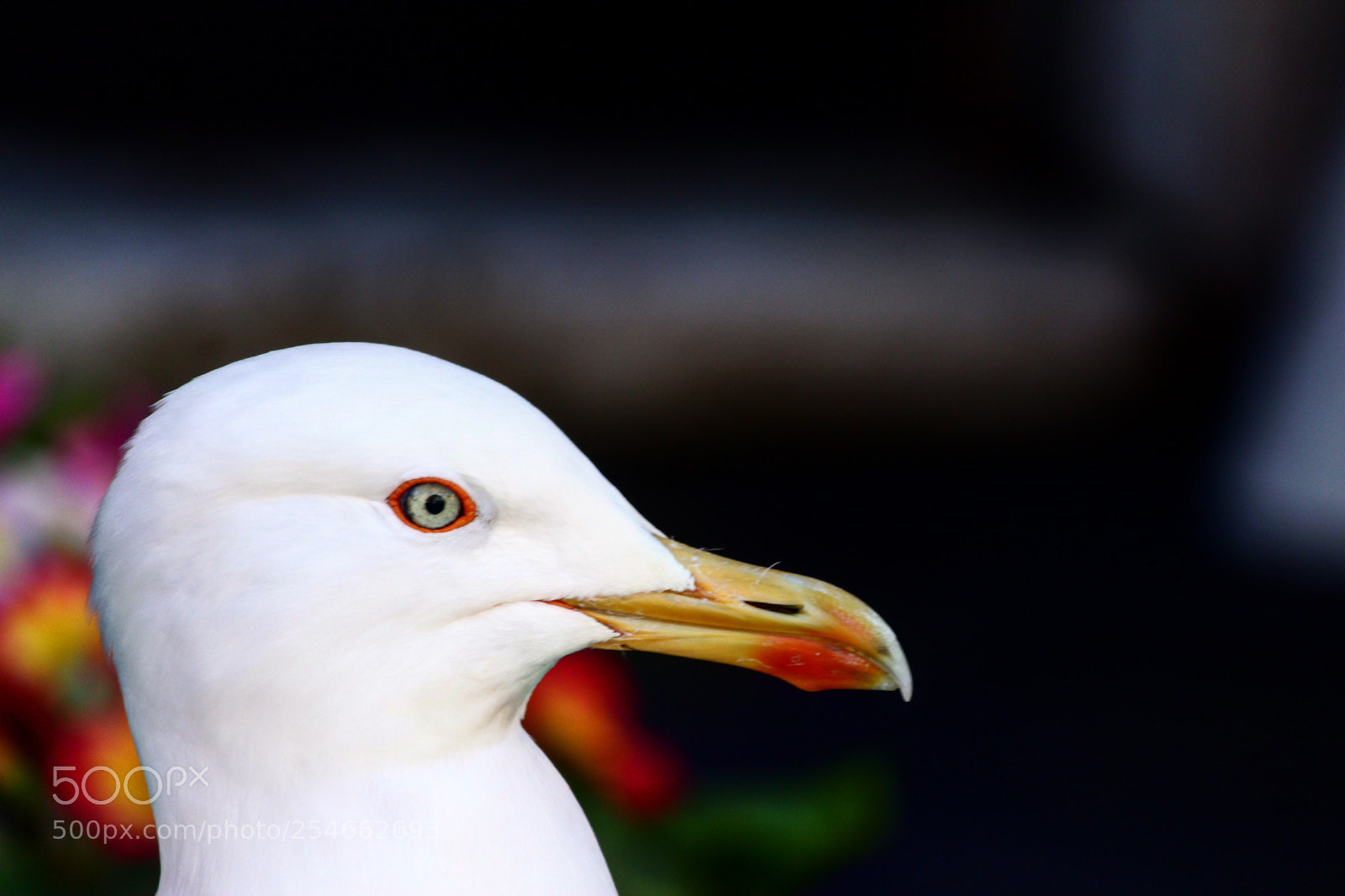 Canon EOS 600D (Rebel EOS T3i / EOS Kiss X5) sample photo. Eye on you photography