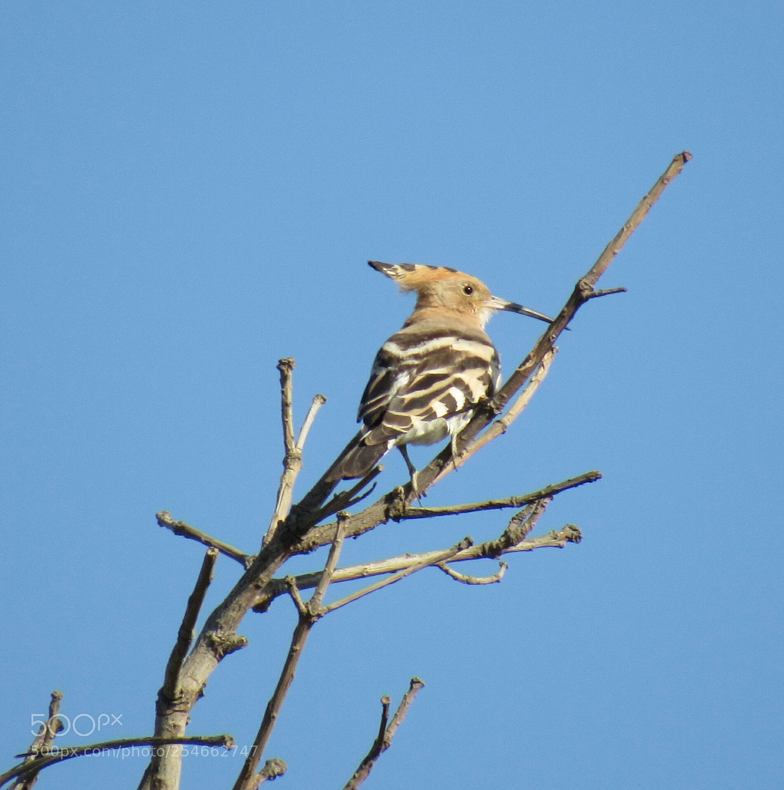 Canon PowerShot SX530 HS sample photo. Common hoopoe photography