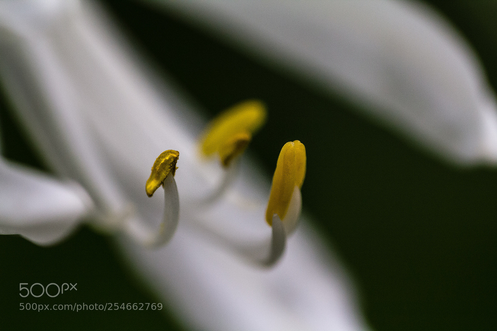 Canon EOS 60D sample photo. Denuded agapanthus anthers photography