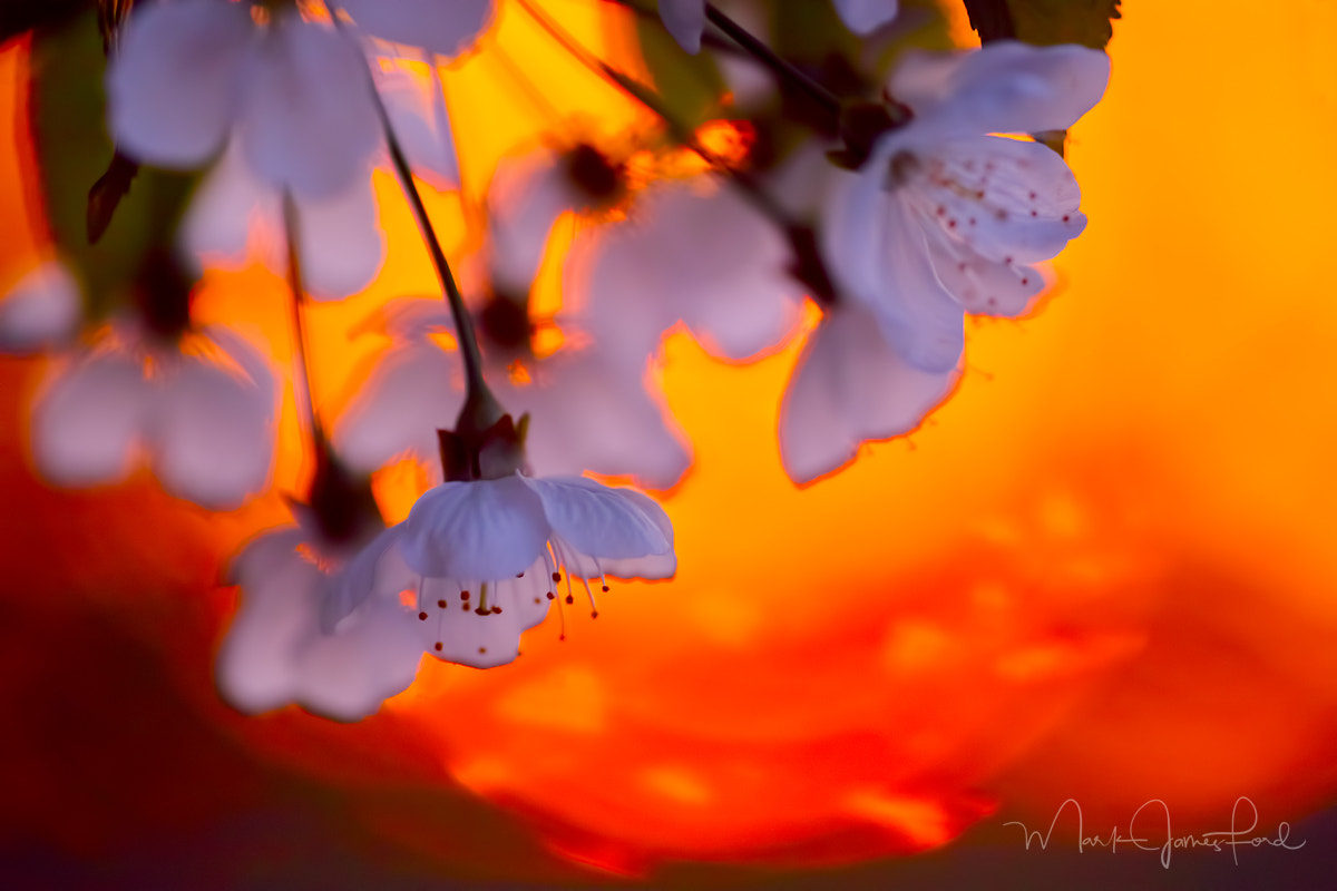 Sigma sd Quattro H sample photo. Spring fire photography