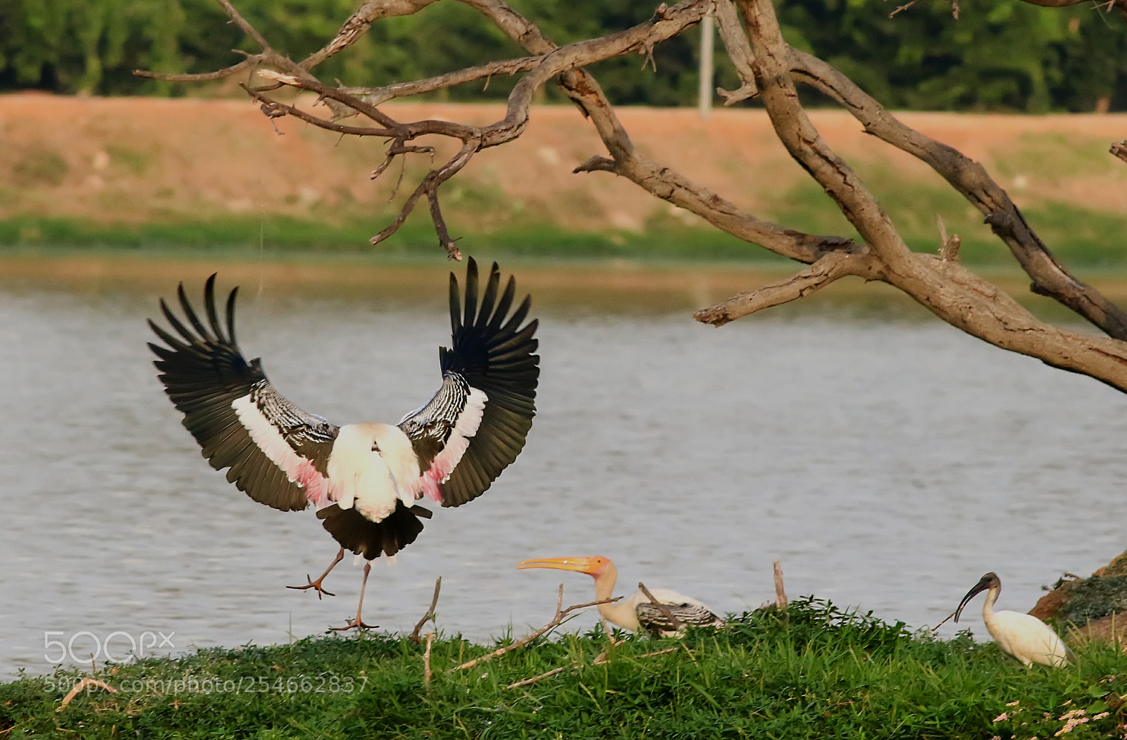 Canon EOS 7D Mark II sample photo. Painted stork photography