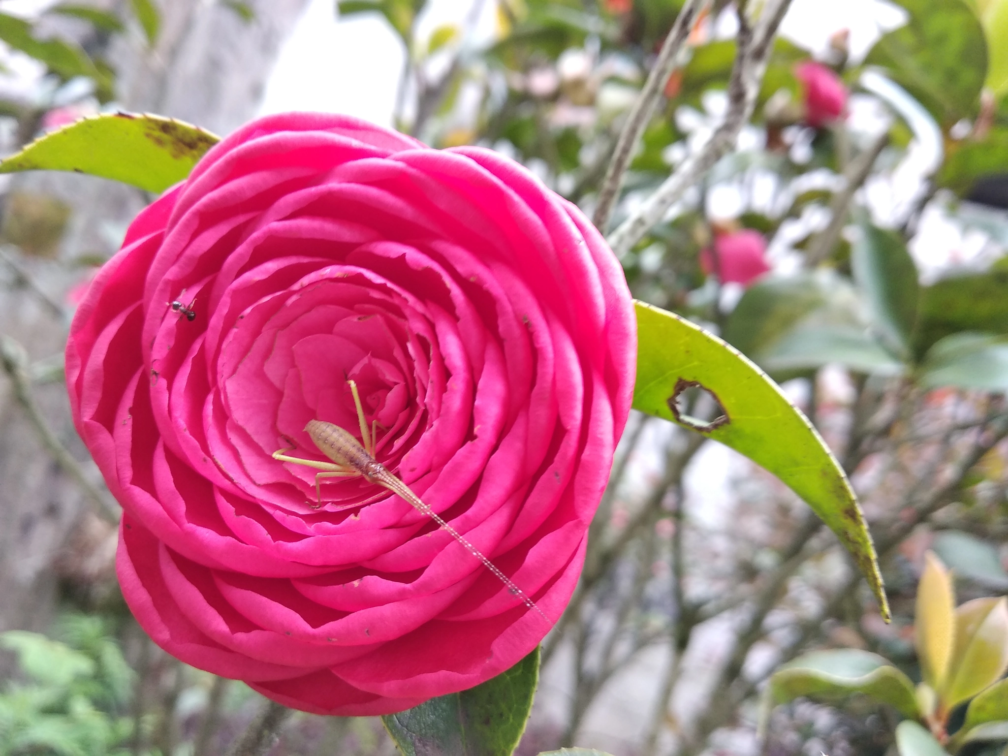 Xiaomi Redmi 5 Plus sample photo