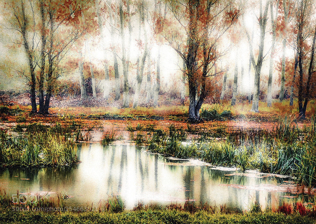 Nikon D7100 sample photo. Forest lake fogg photography