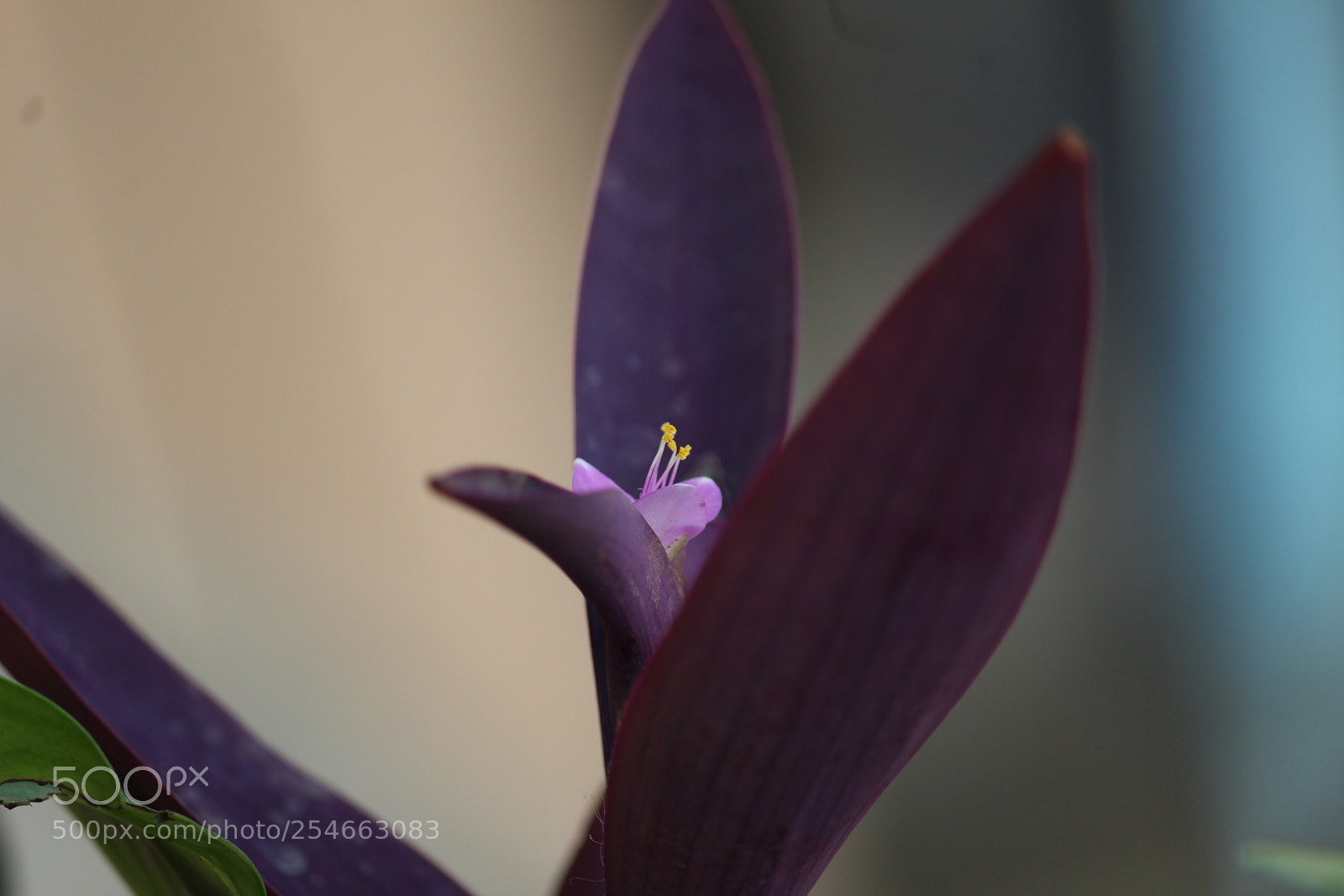 Canon EF-S 55-250mm F4-5.6 IS II sample photo. Untitled photography